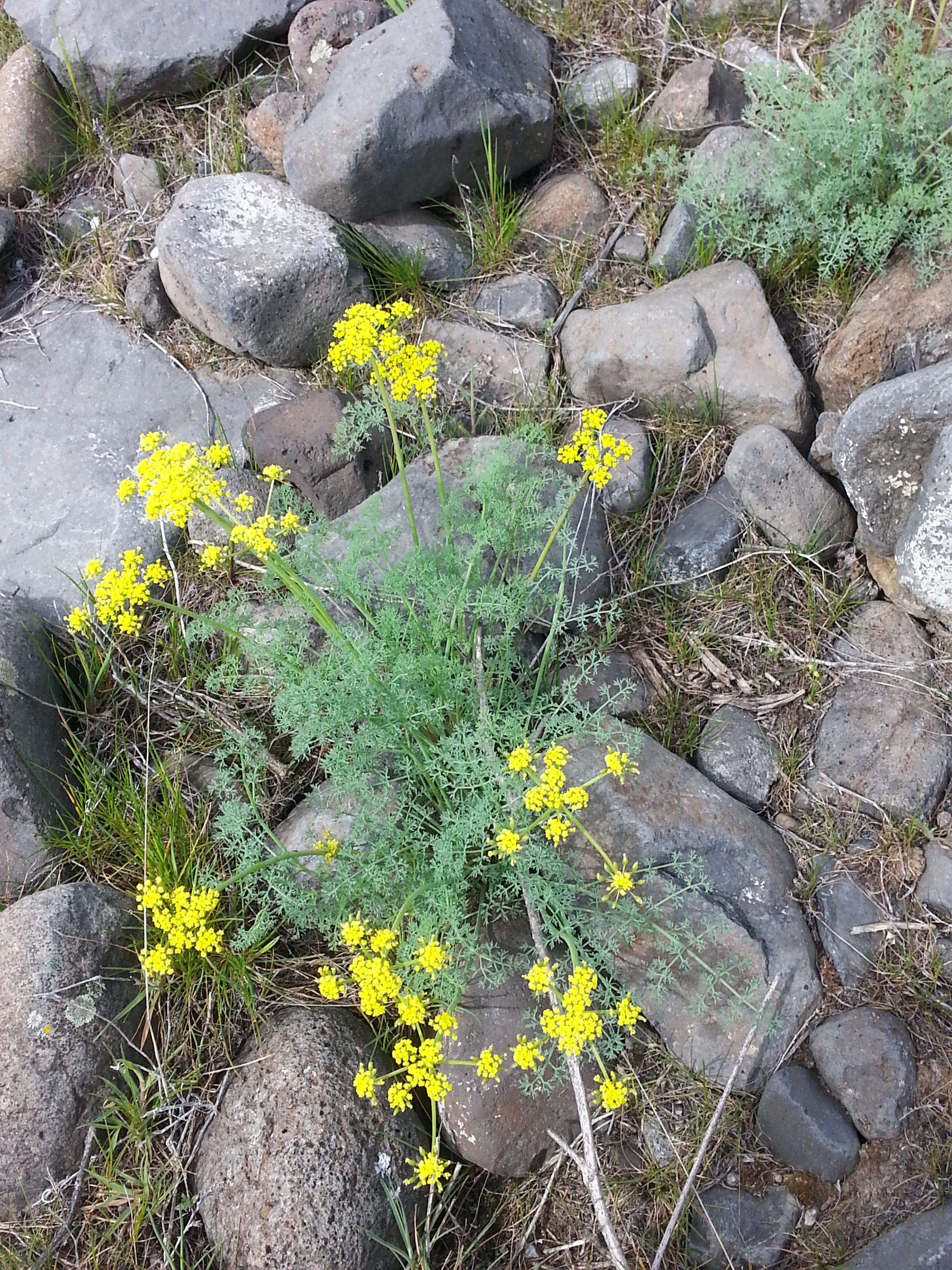 Lomatium utriculatum.jpg