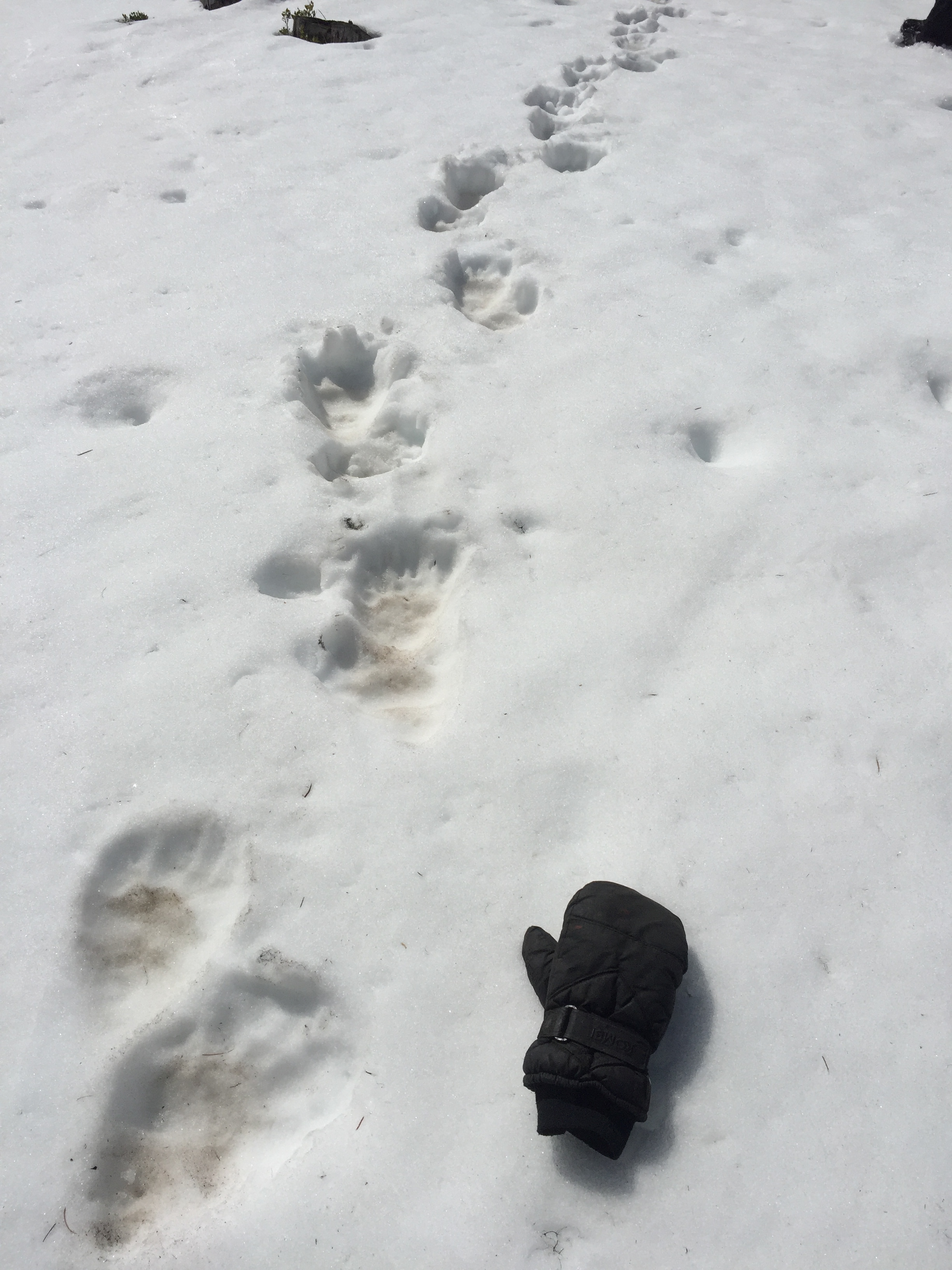 bear_track_taneum_snow_2.JPG