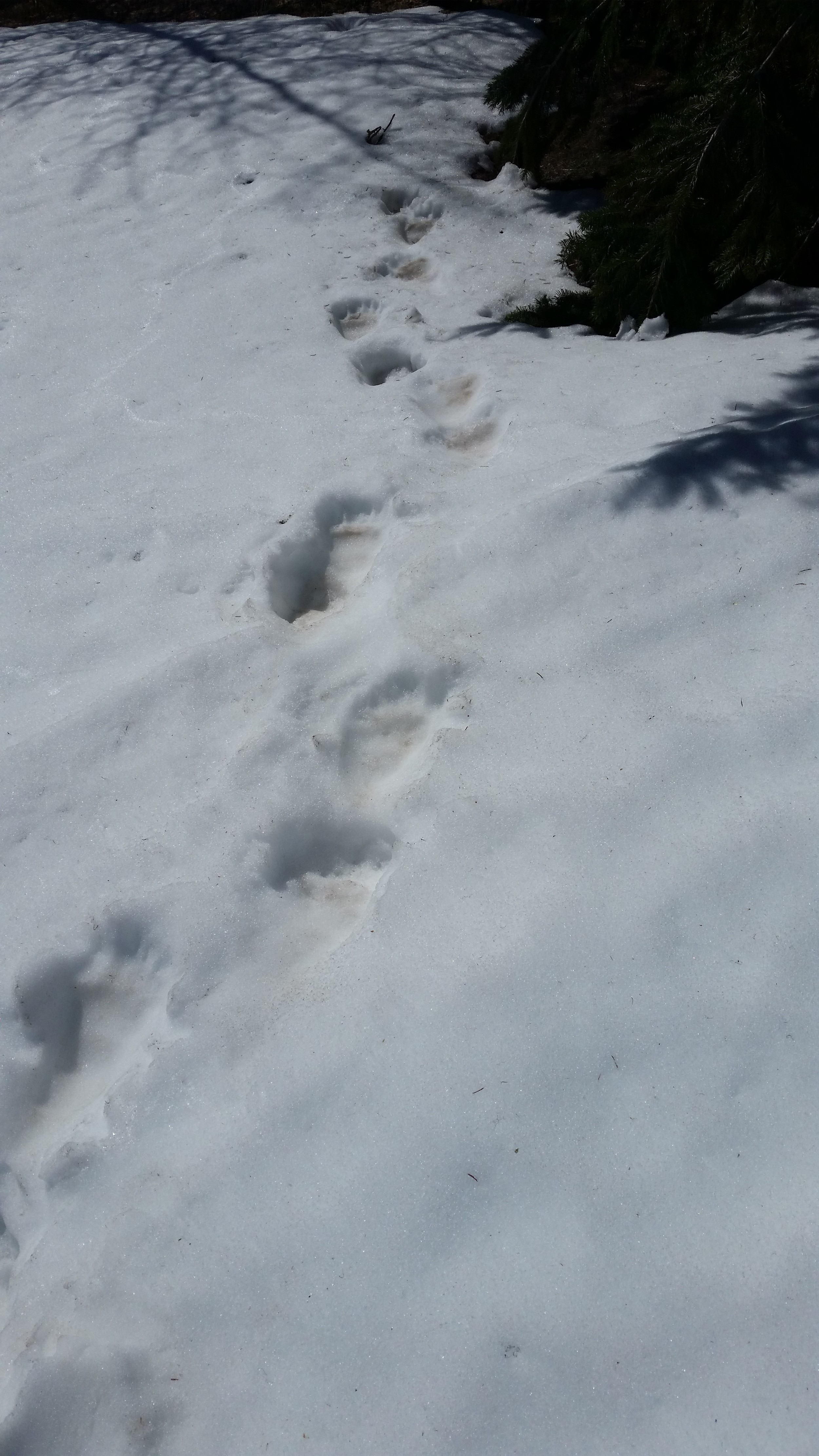 Bear Tracks S Cle Elum Ridge.jpg