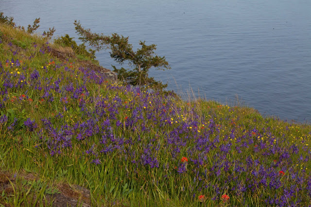  Camas on the east side of Hummingbird Hill 