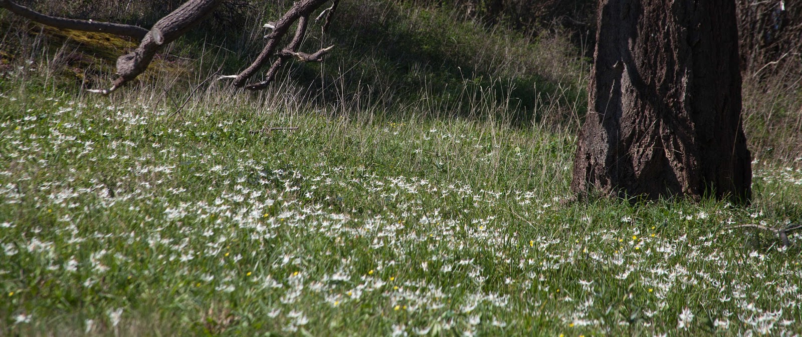  Fawn lilies surround an old growth Douglas fir 