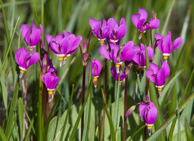  A colorful clump of shooting stars 