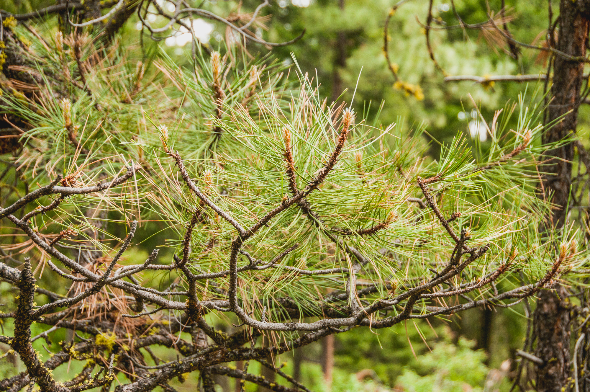 TNC_ForestersWorkshop_HannahLetinich049.jpg