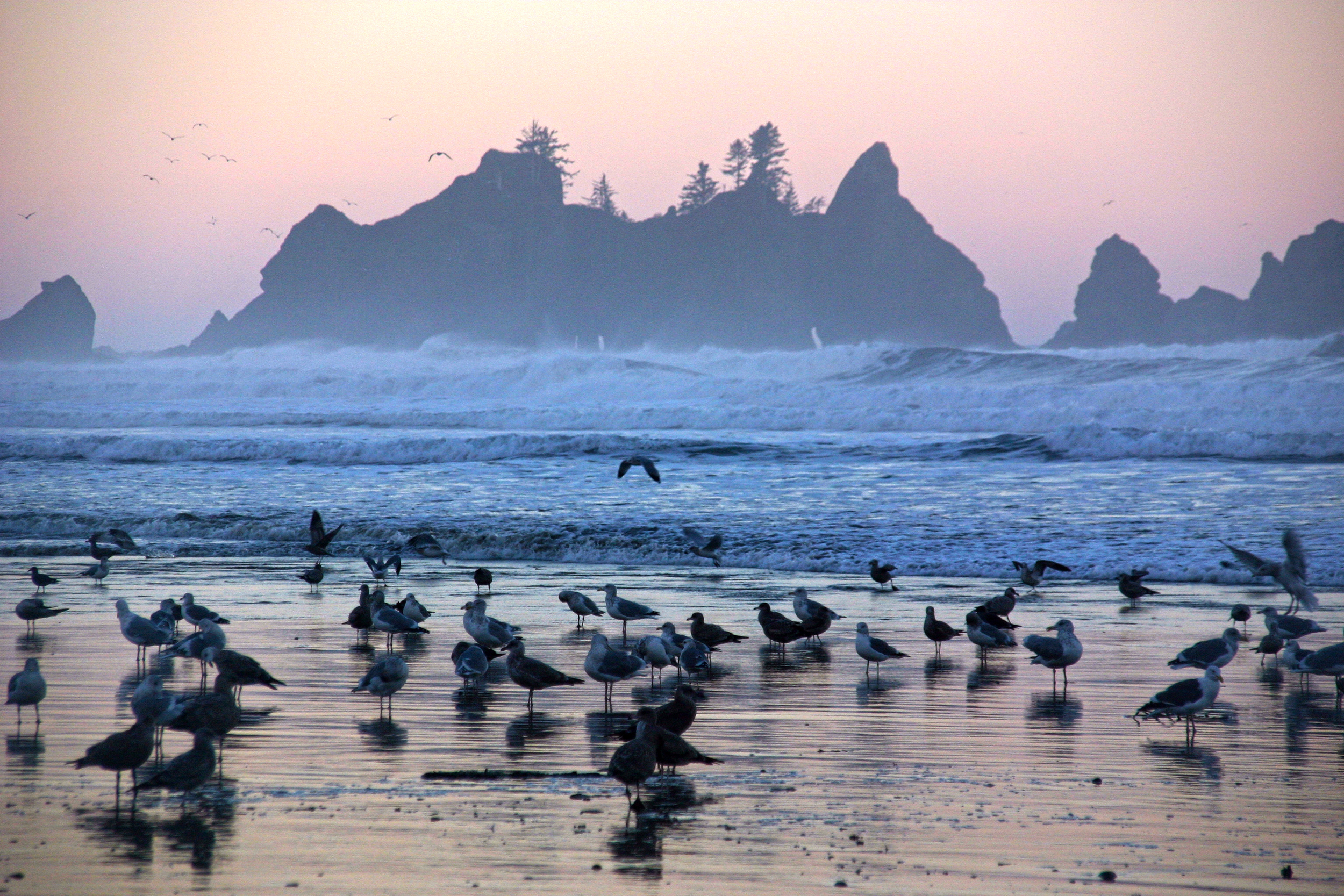 Road Trip: Olympic Penninsula