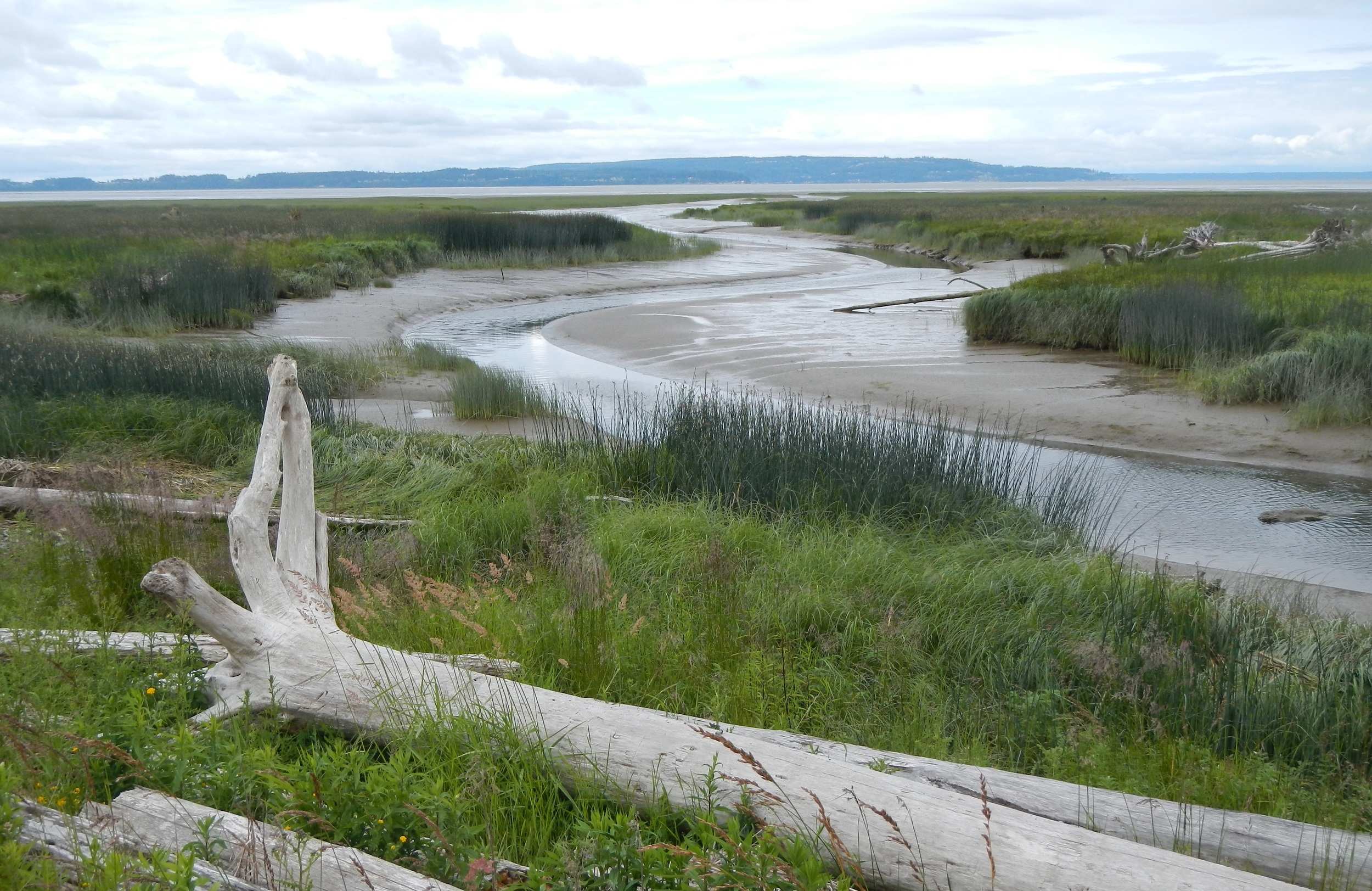  Future marsh will provide habitat for juvenile salmon and a rich diversity of other fish and wildlife. (photo by Jenny Baker, TNC)    