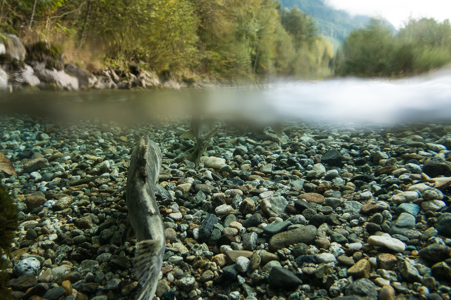  Salmon © Julie Morse, Senior Regional Ecologist 