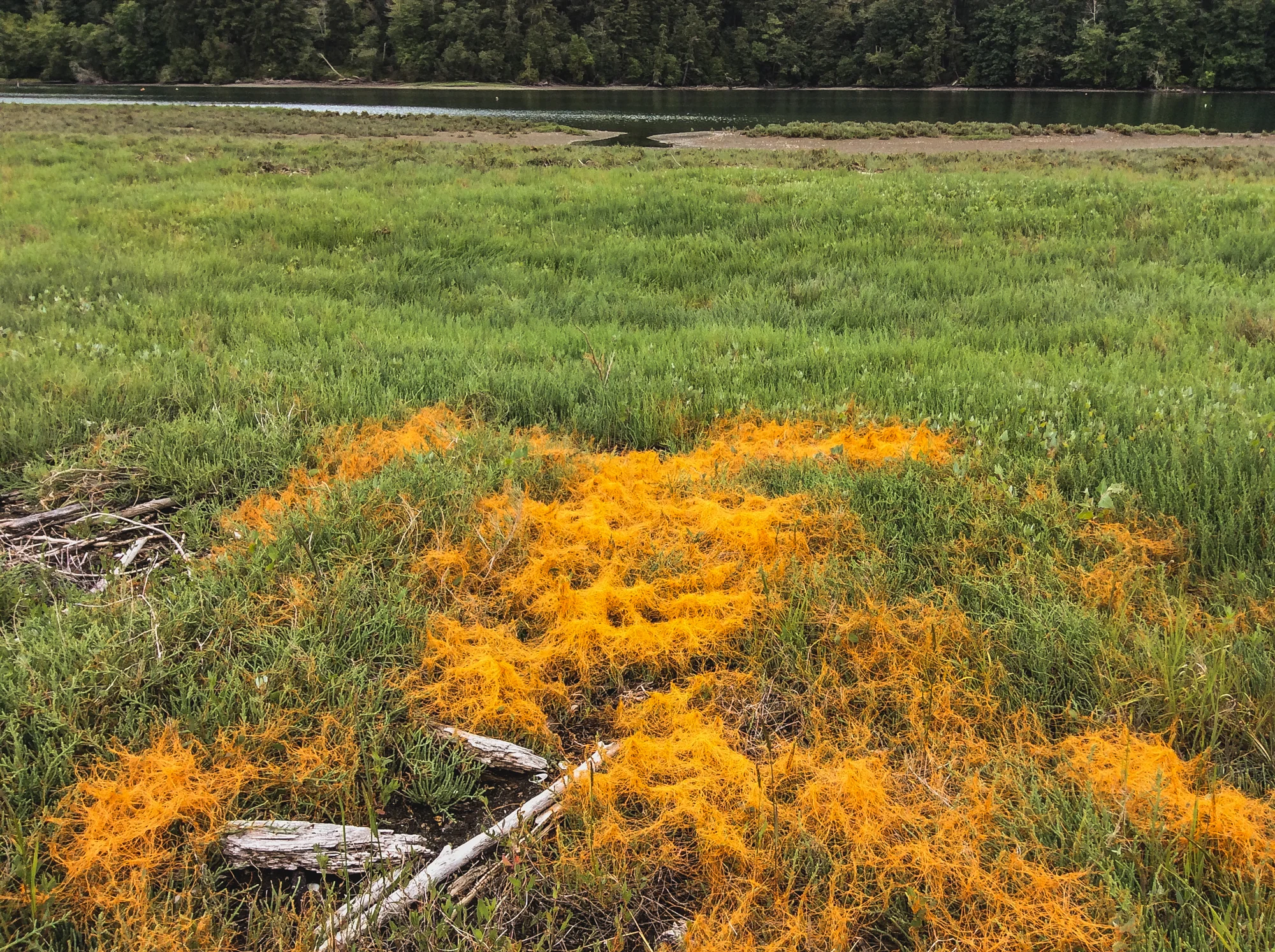 Pickleweed (Salicornia) at Dabob Bay © Joelene Boyd