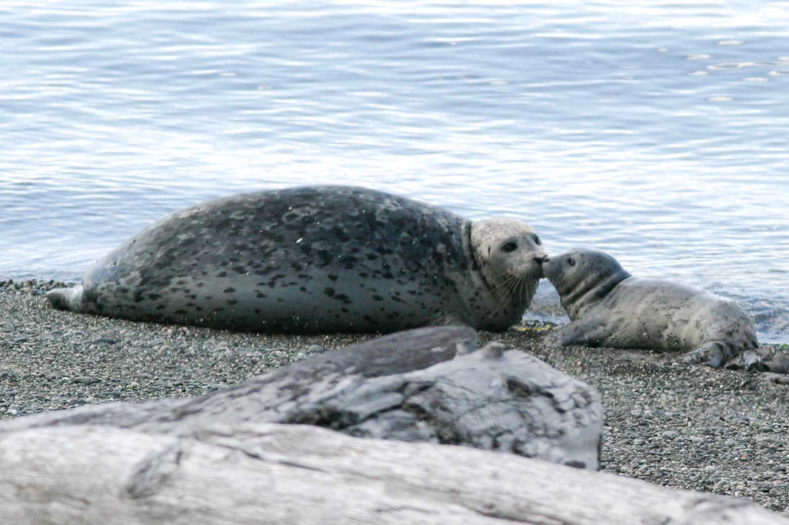 baby spotted seal