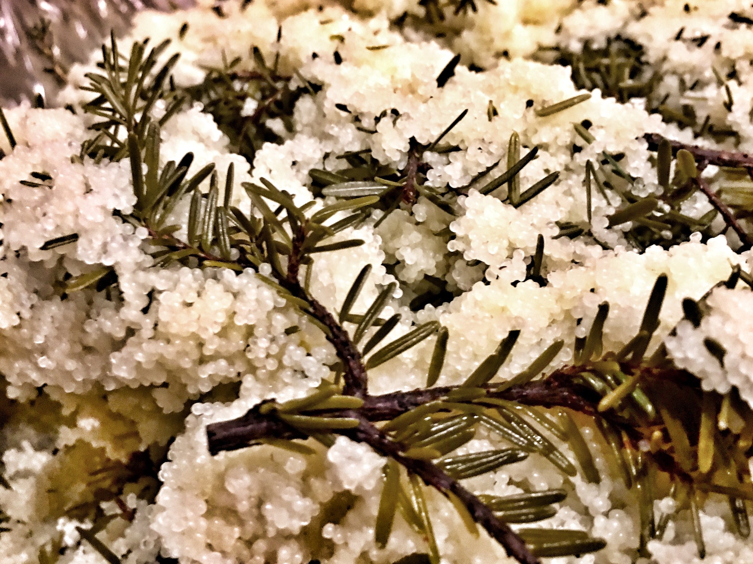 The Many Gifts of Herring in the Emerald Edge — The Nature Conservancy