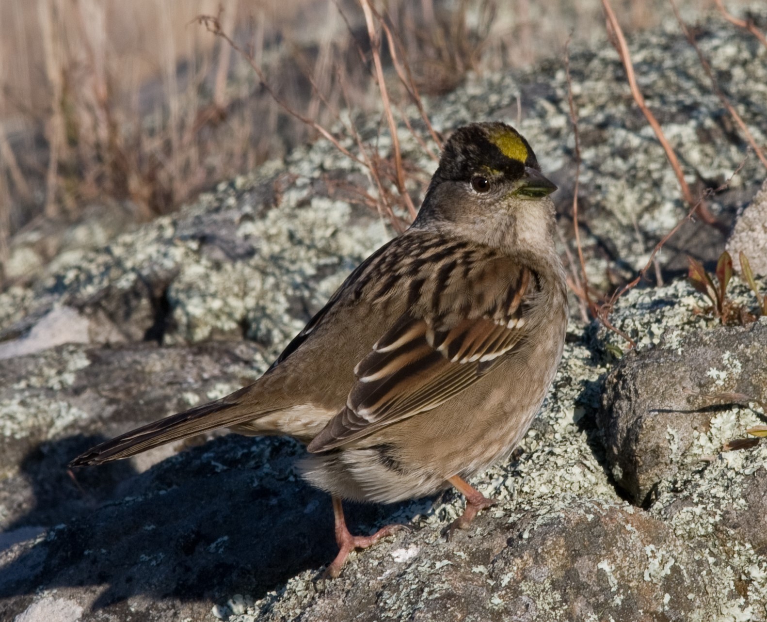  Golden-crowned sparrow, a winter resident&nbsp; 