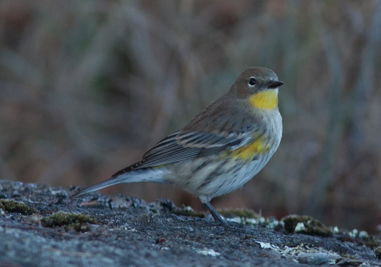  Yellow-rumped warbler, a nester preparing to head south for the winter 