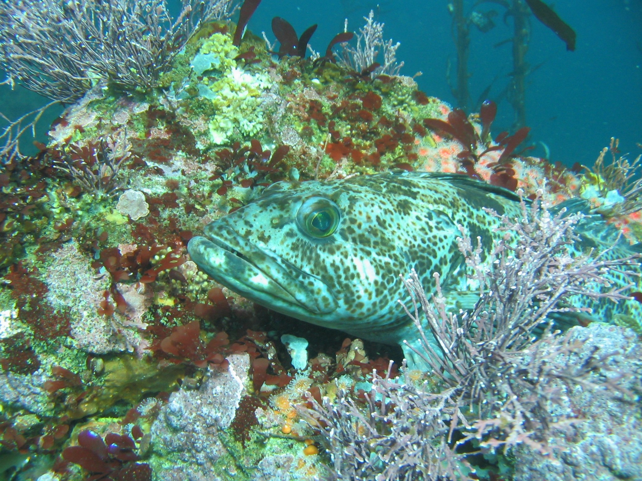  Lingcod; Photo from NOAA 