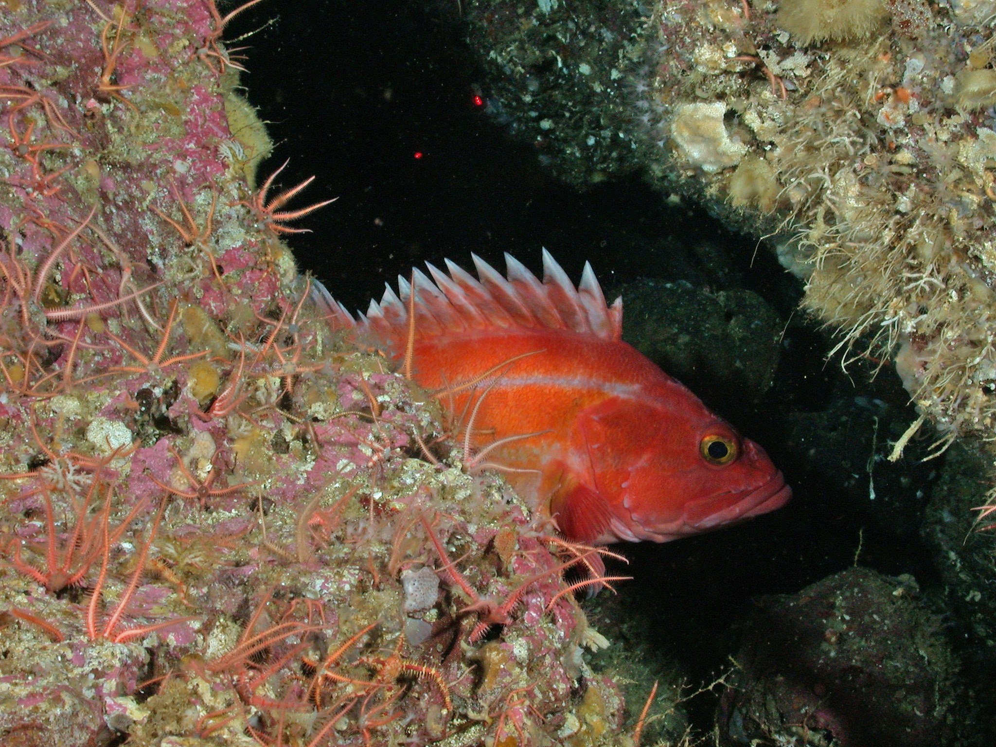  Juvenile yelloweye rockfish; Photo from NOAA 