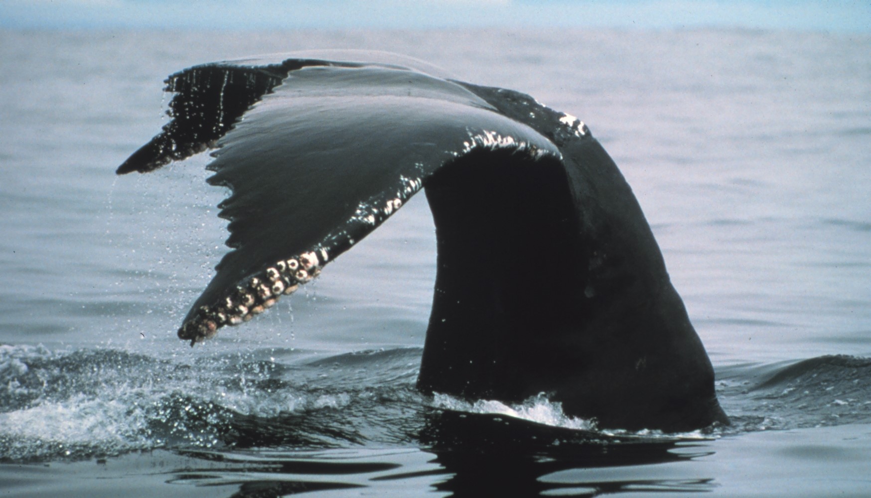  Humpback whale; Photo from NOAA 