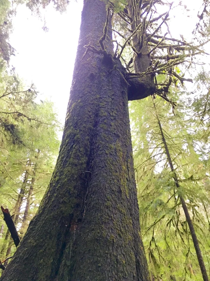 From Trees to Seas: Marine Team Visit Ellsworth Creek