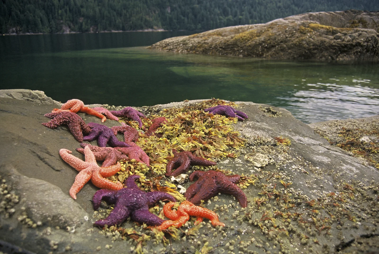 A Shift in Our Oceans 