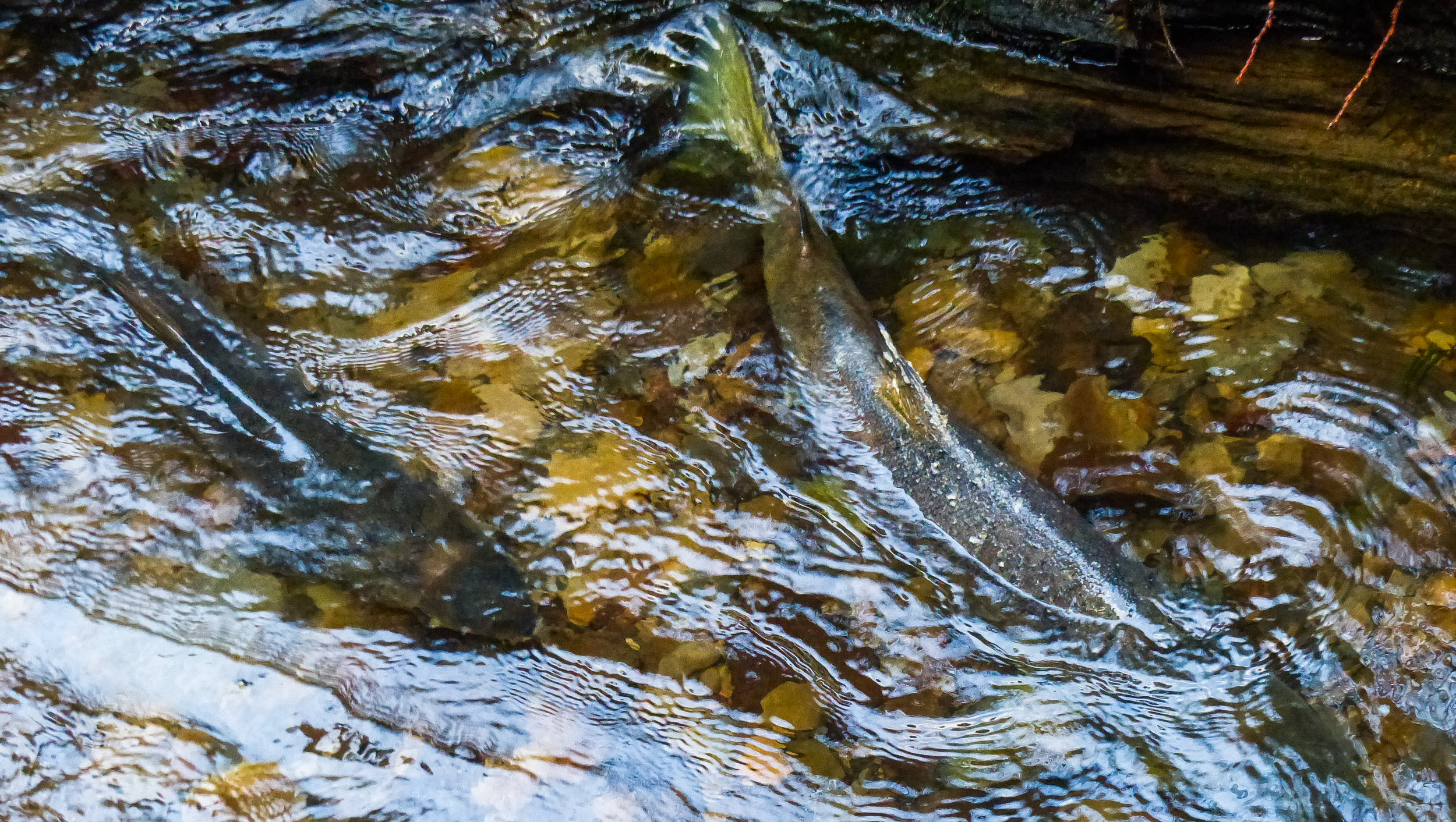 Chum Run 2016 10-28-4-4.jpg