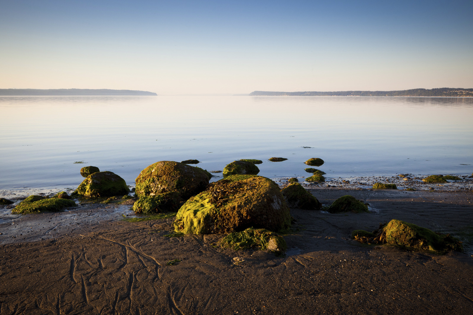 A Rippling Effect: Ocean Acidification & Food Webs
