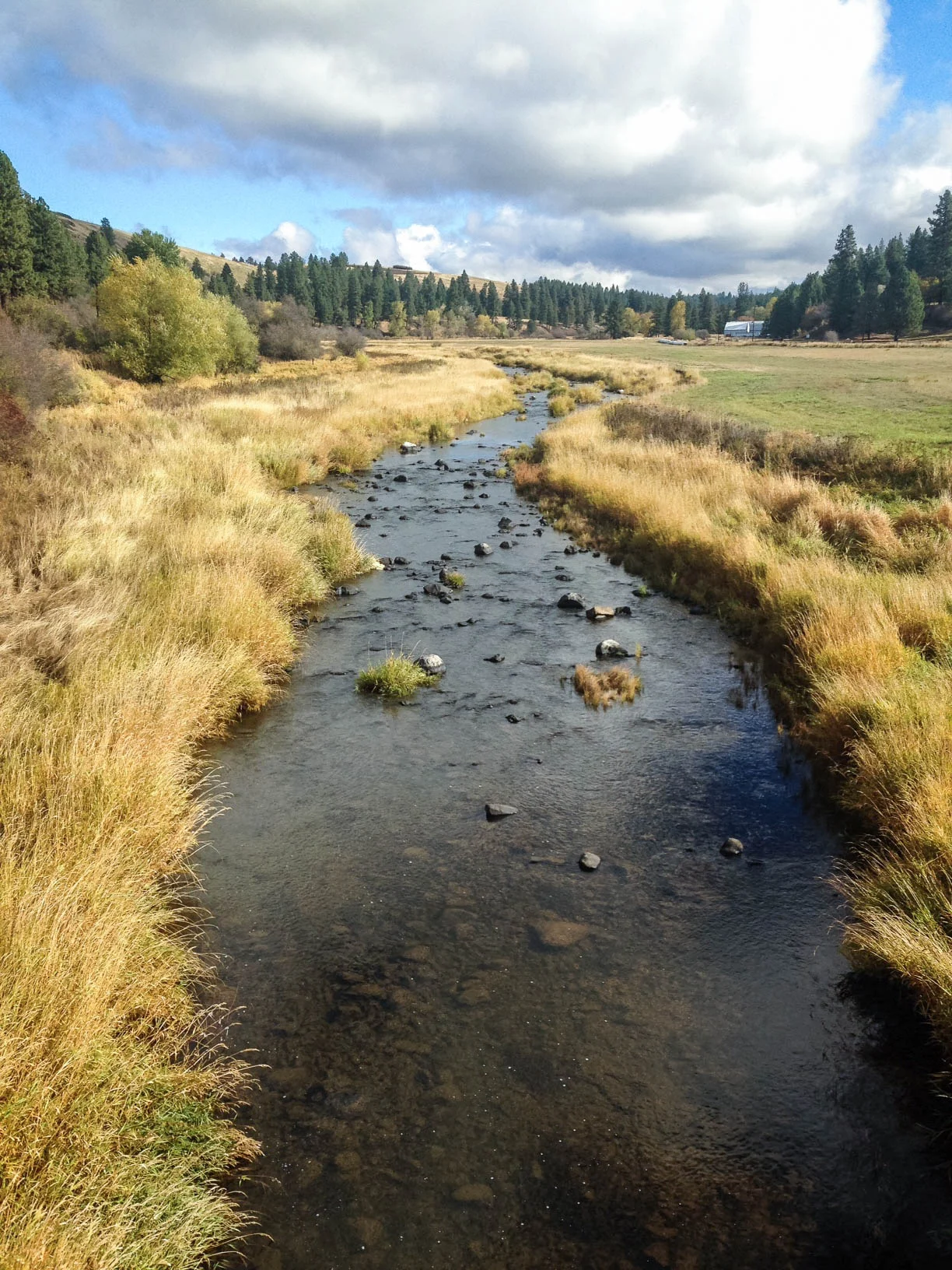 Palouse River Rock: "In the fall, the Palouse River is gorgeous. Grasses turn blonde and Ponderosa pines trees loom in contrast along the steep canyon walls. The Palouse River flows through a canyon carved out by the catastrophic Missoula floods of the previous ice age. The river flows from northern Idaho, through the Palouse region, and then drops dramatically over Palouse Falls before joining the Snake River. The Snake River flows into the Columbia River on out to the Pacific Ocean." // Erica Simek Sloniker, Conservation Info Manager.