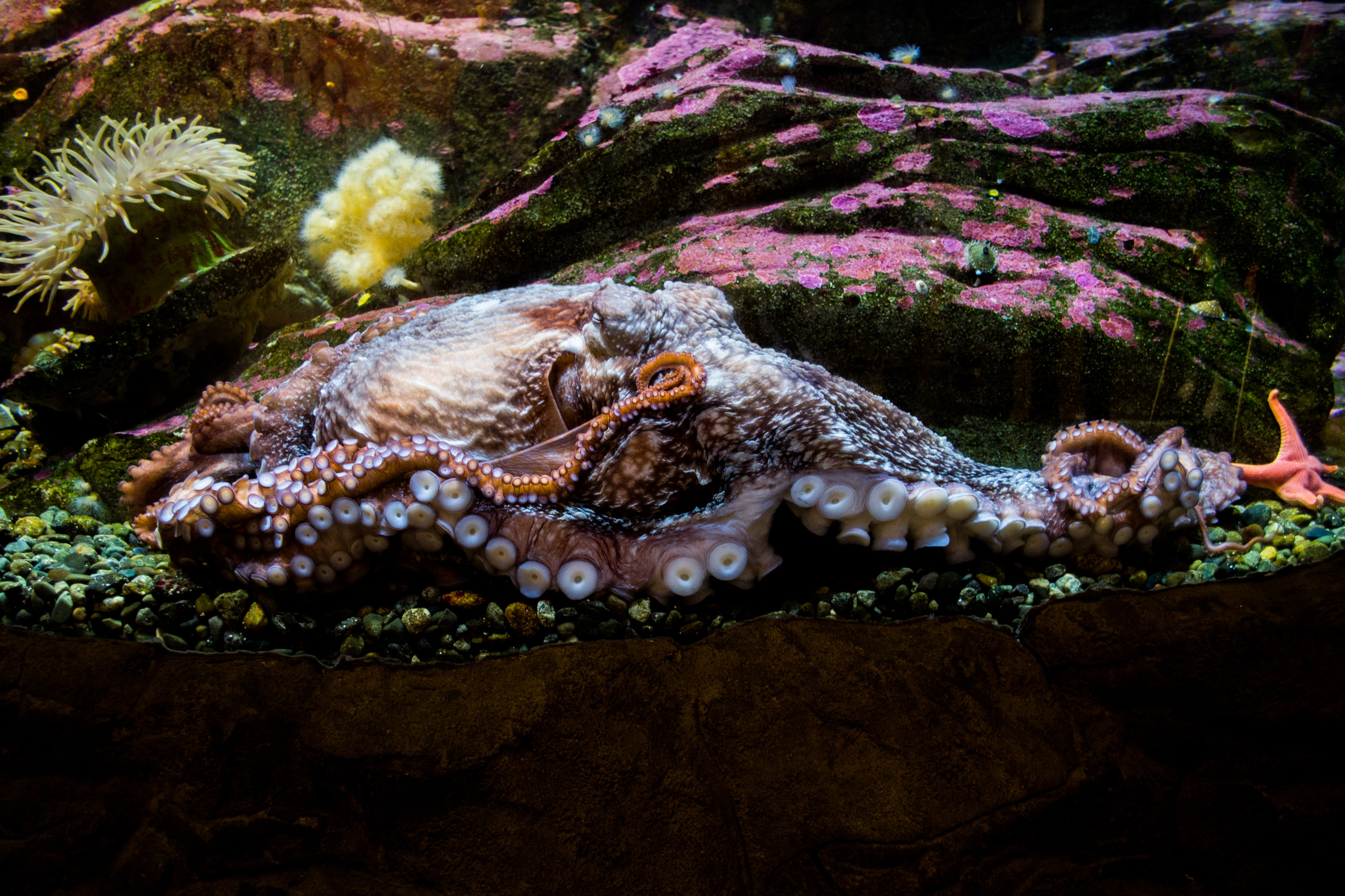 seattleaquarium-19.jpg