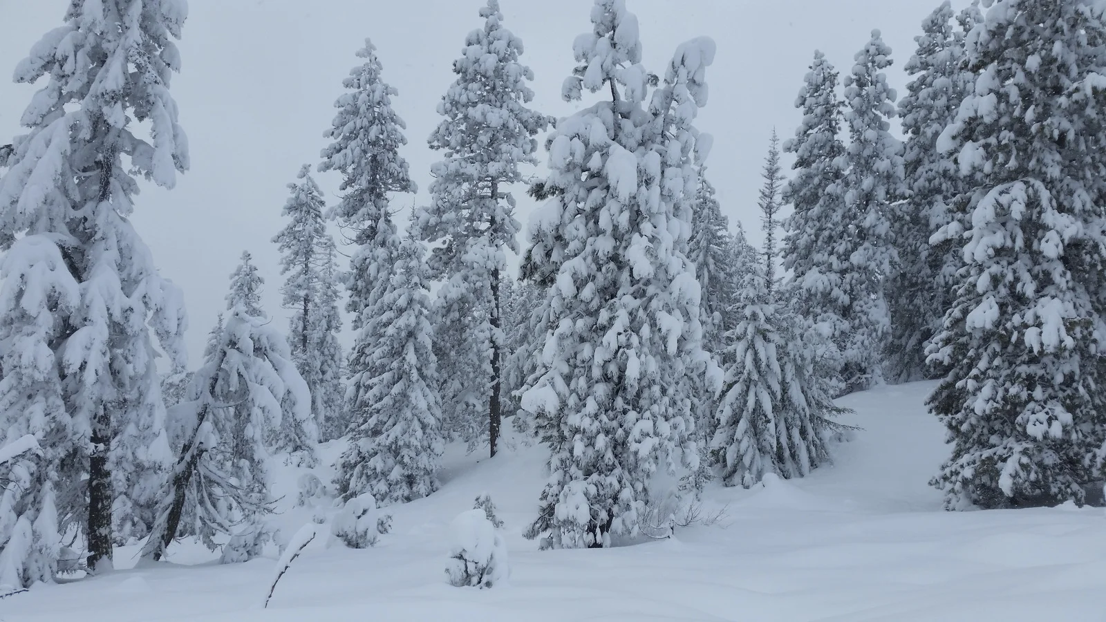 Real or Fake Christmas Tree? 