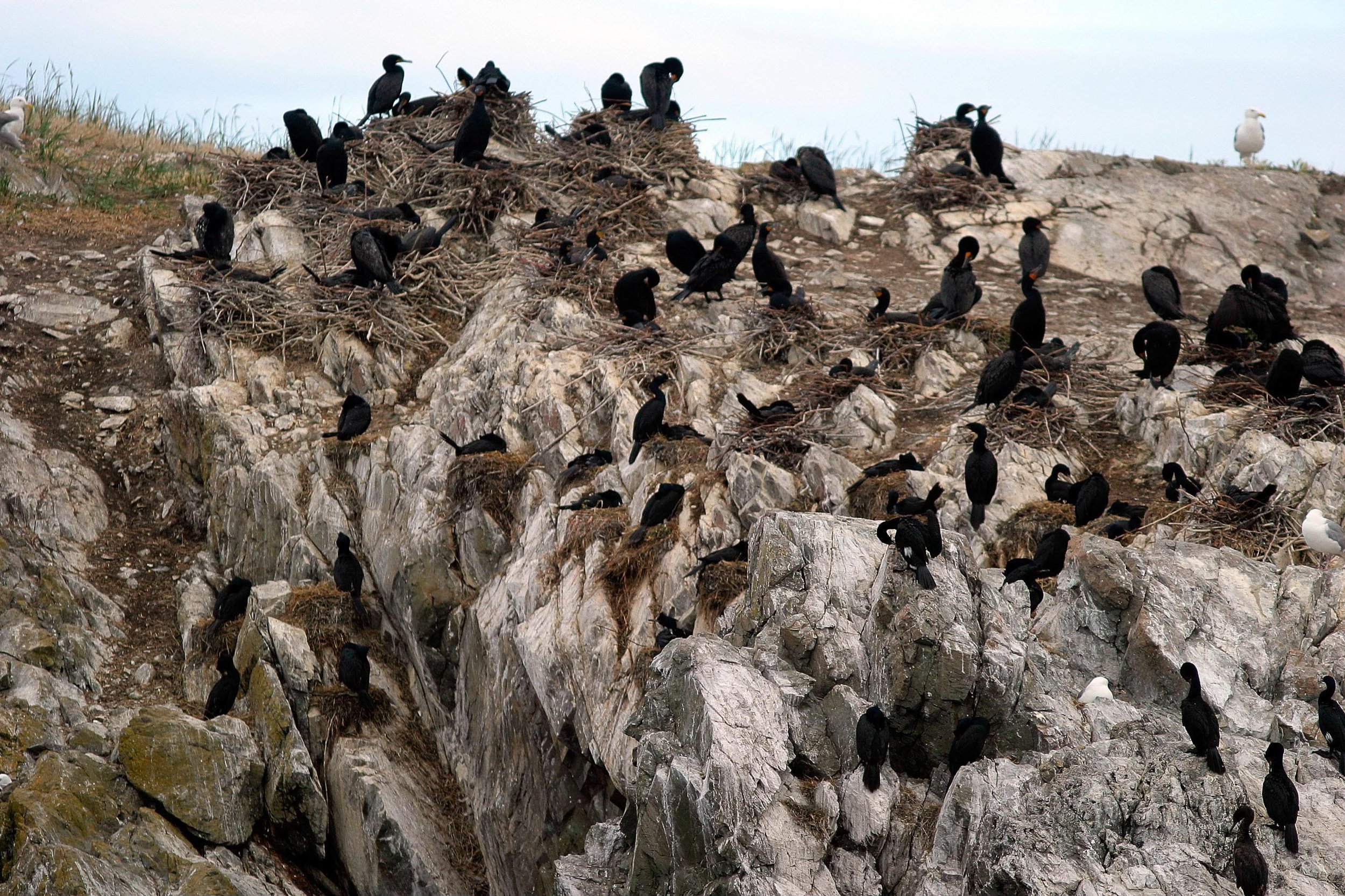   Close-up of the double-crested cormorants' stick nests and pelagic cormorants's cliff-faced nests     