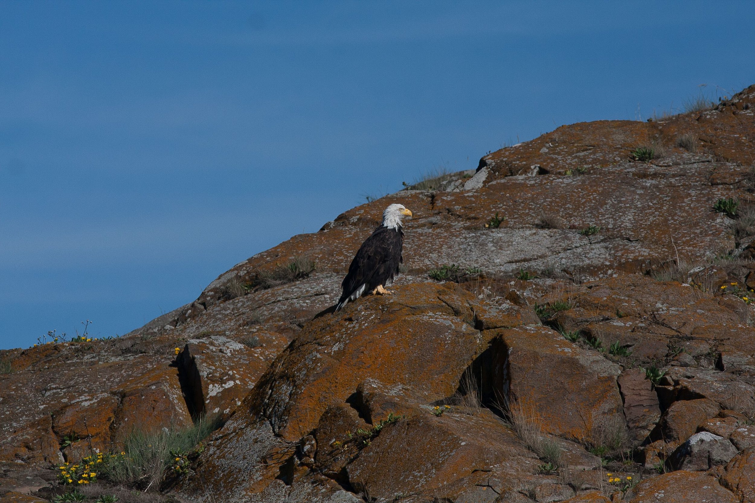   Bald eagle on Deadman Island  
