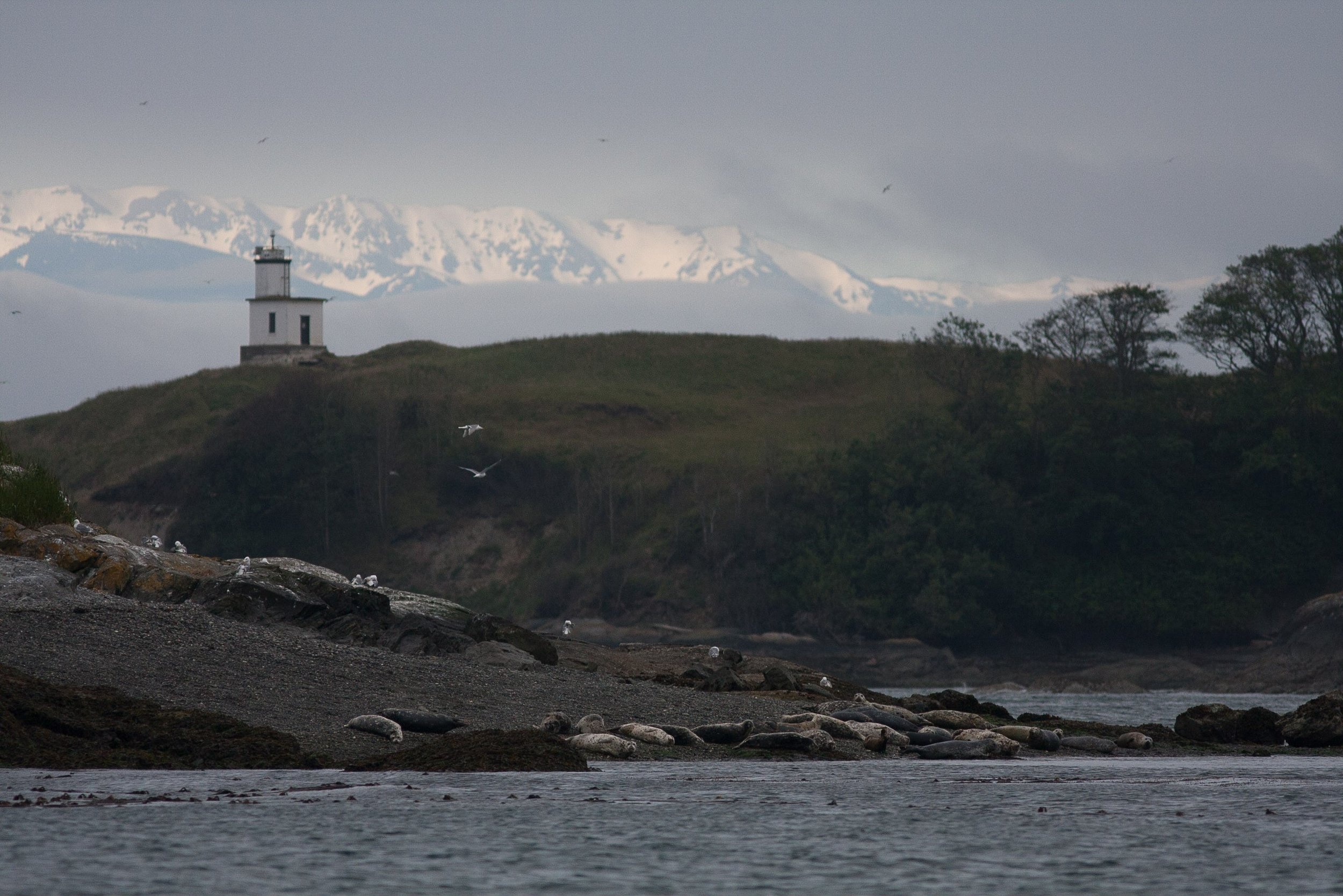   Harbor seals on Goose Island with The Olympic Mountains and Cattle Point lighthouse in the background  