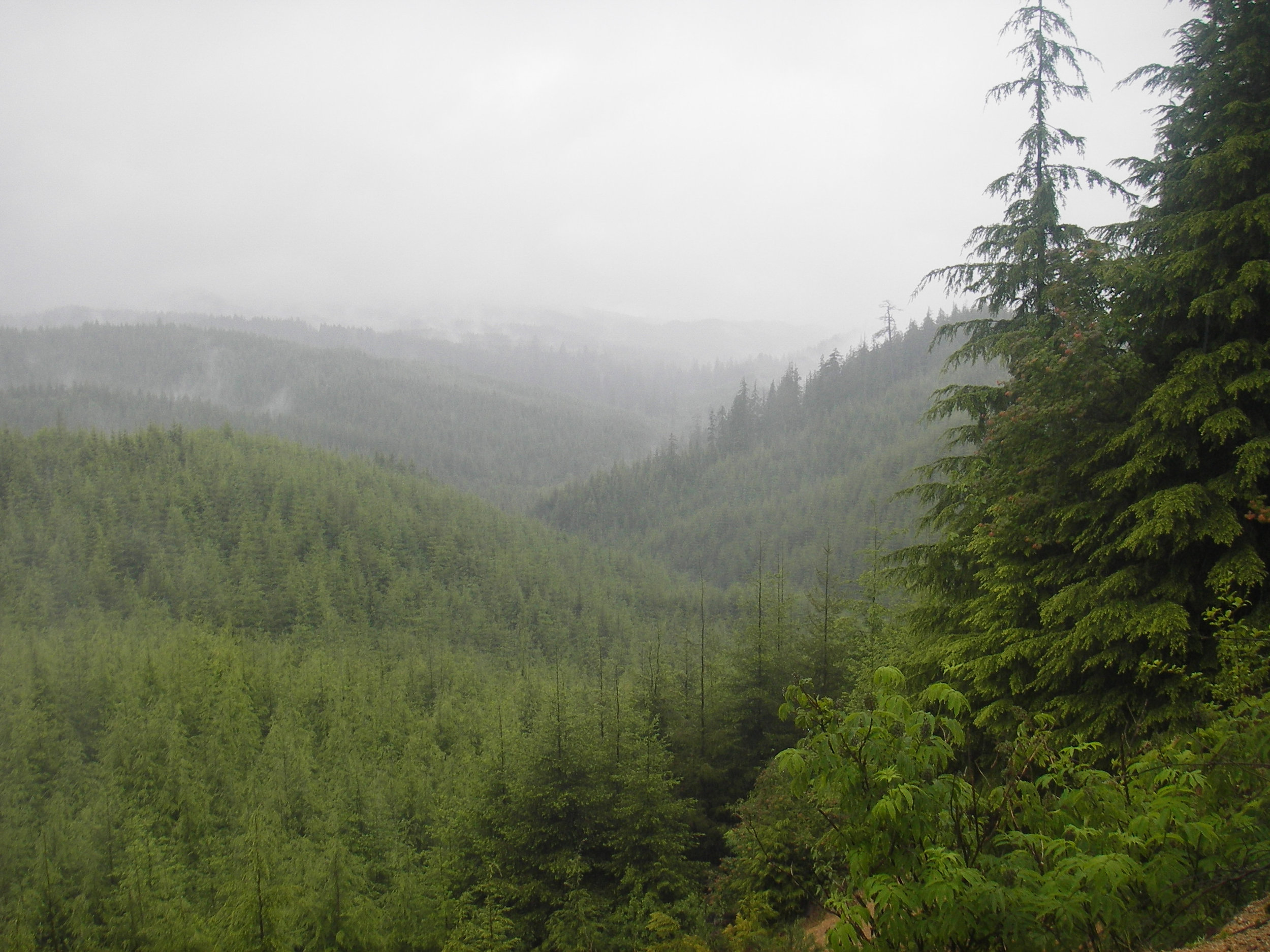 The 'cutting edge' of forestry practices — The Nature Conservancy in