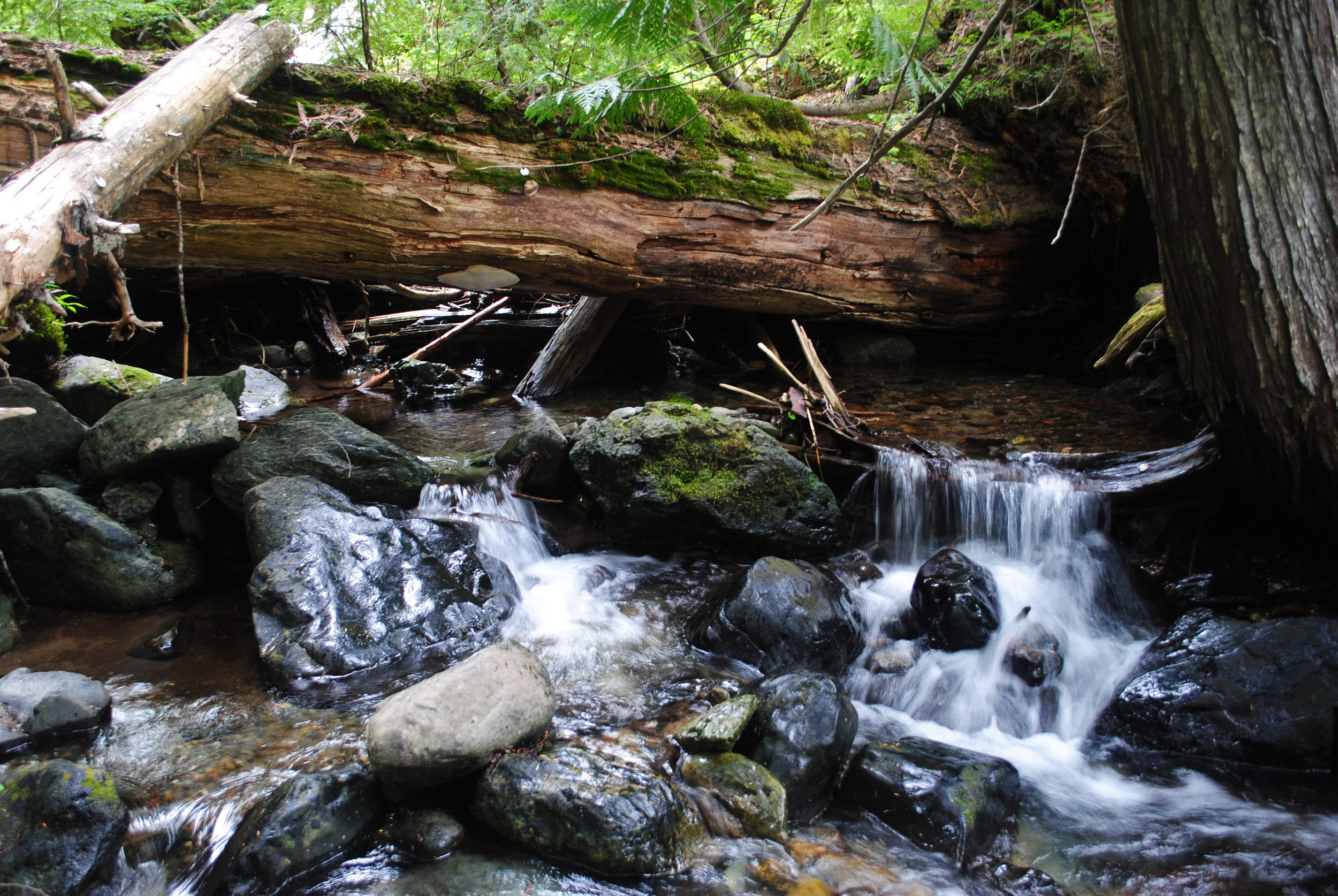 Woody Debris is a Salmon's Jam