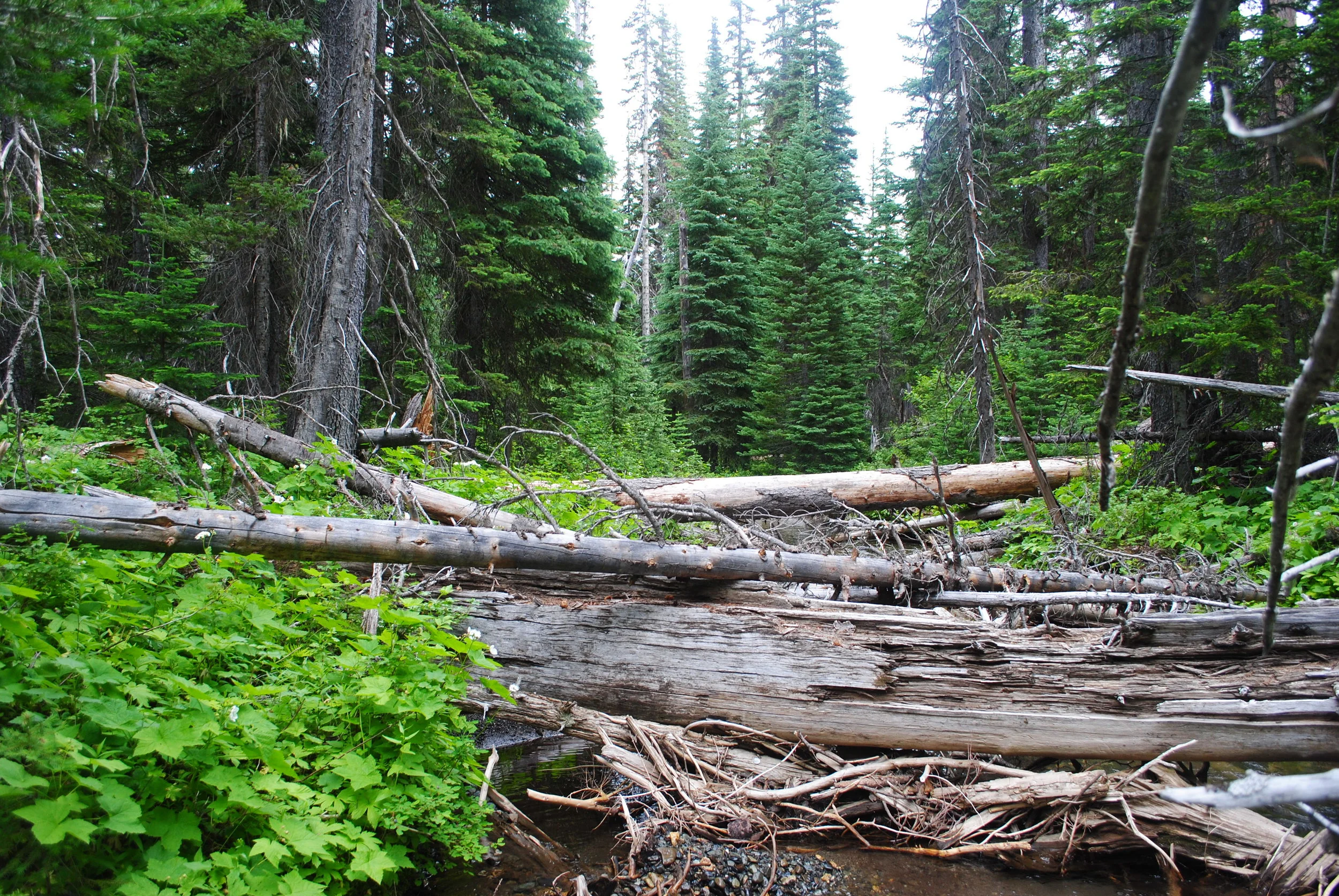 Woody Debris is a Salmon's Jam — The Nature Conservancy in Washington