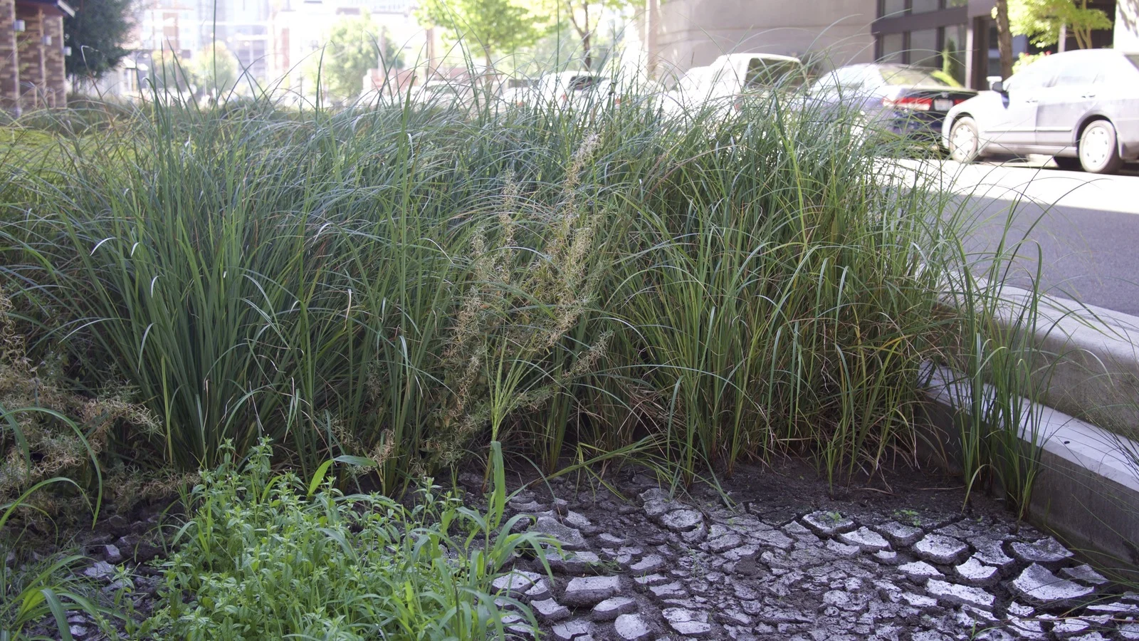 How to Accelerate the Pace of Green Infrastructure in Cities