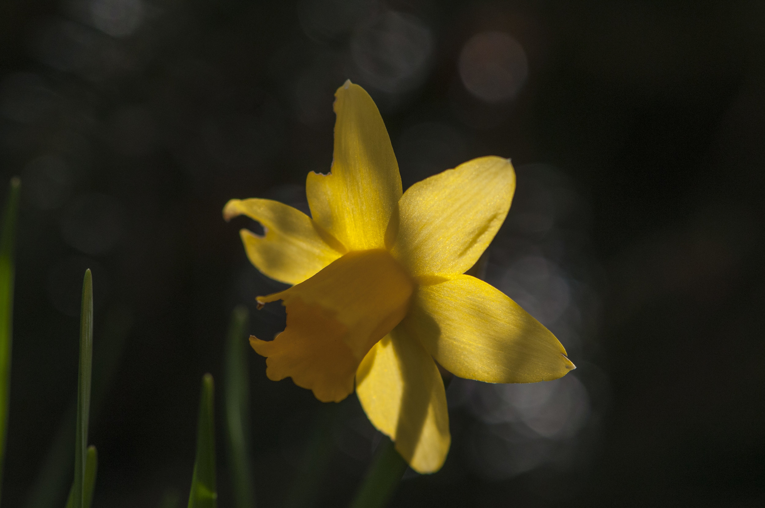   Daffodil &nbsp; 