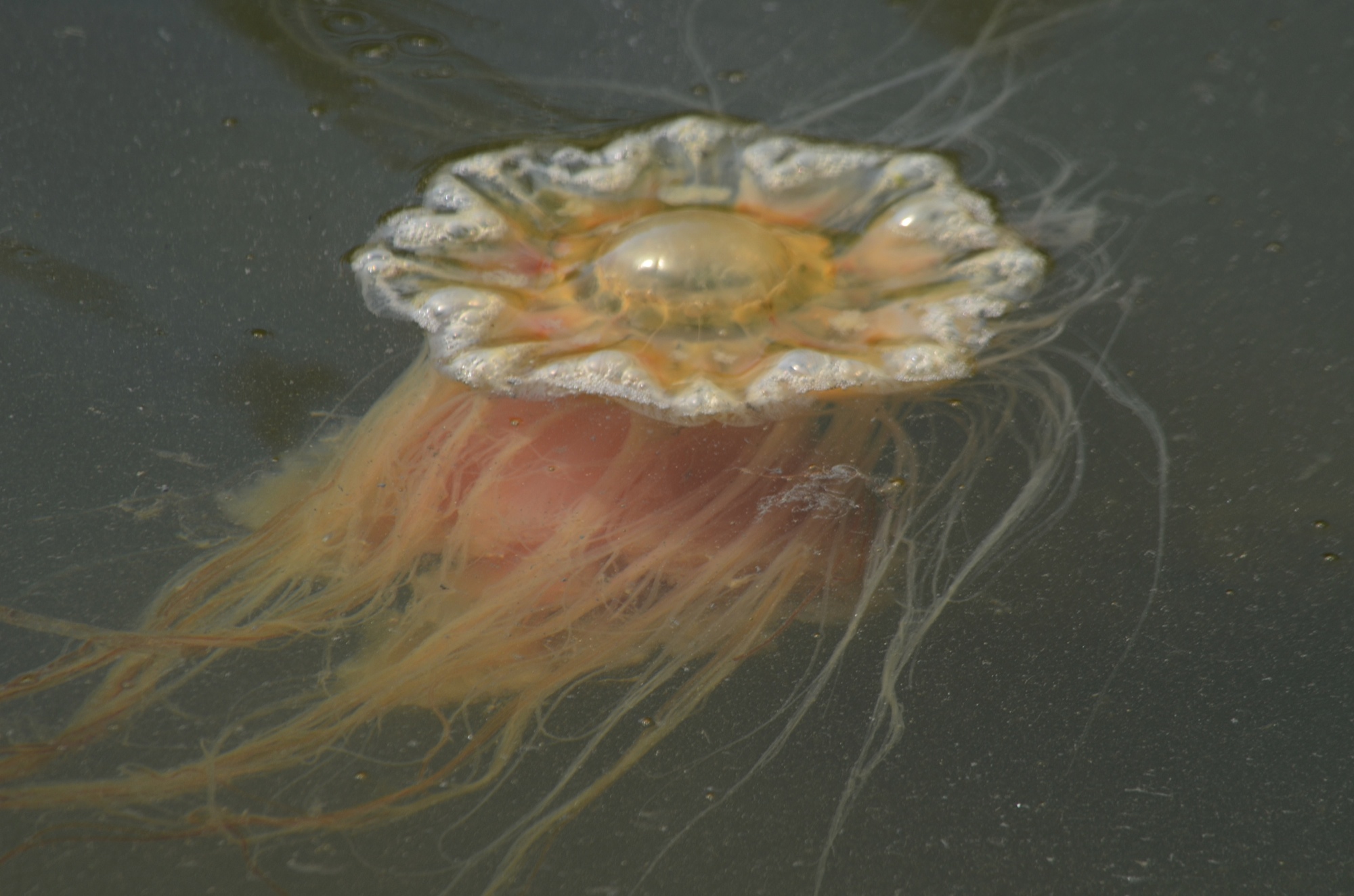 Jelly fish in Blackstone Bay Alaska on our way to glacier to spread my dad's ashes Father's Day 2013/ (From Keri Bailey-Gregerich.)