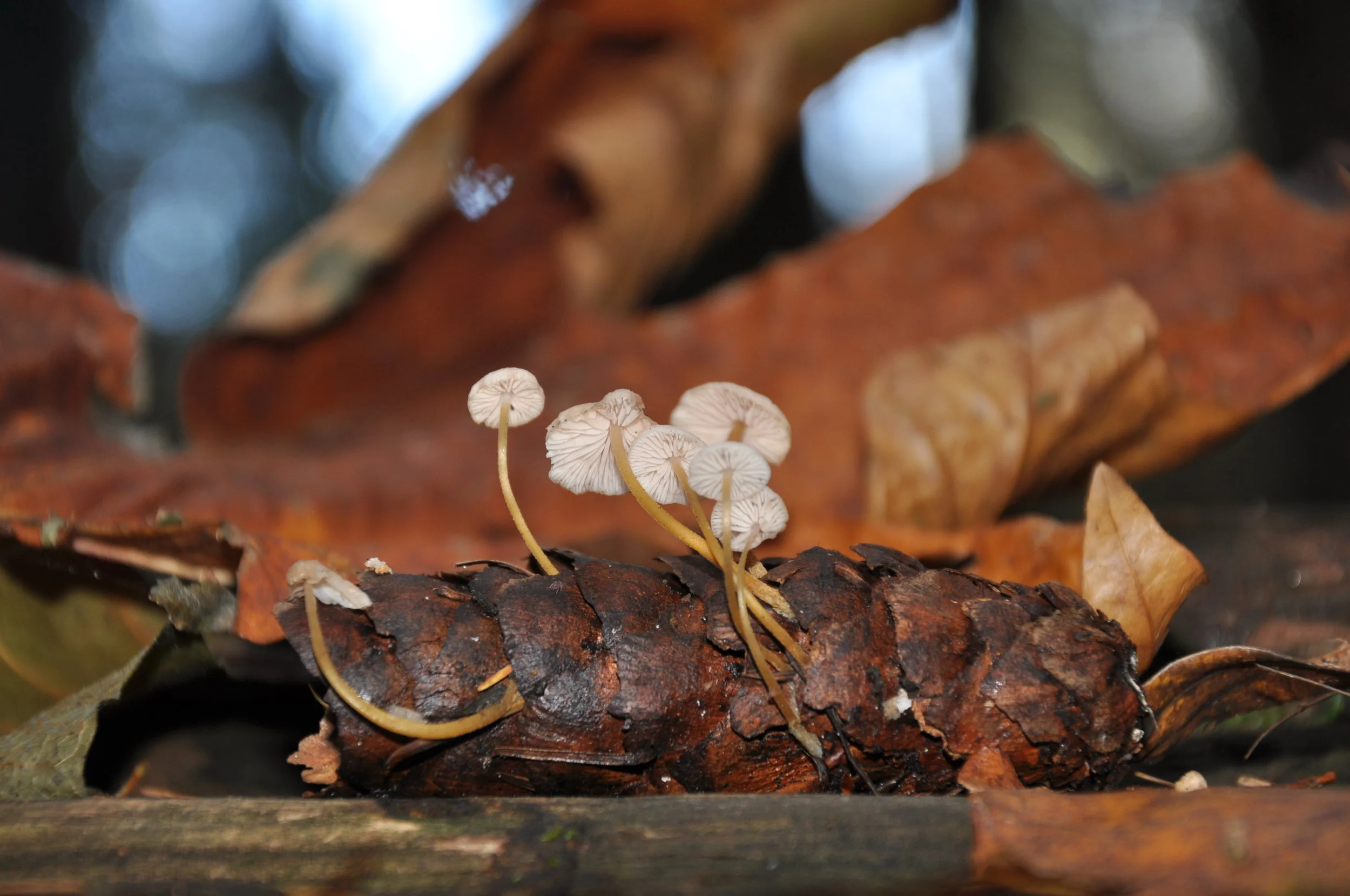 Taken a few years ago just outside Bellingham: unidentified mushroom (possibly a Strobilus species) on a Douglas fir cone. (From Kurt Yandell.)