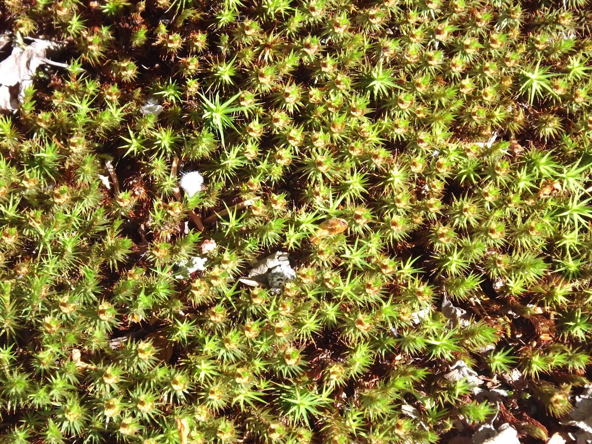 Moss at Sunshine Lake Alaska at my uncles cabin on the way to Tallketna. (From Keri Bailey-Gregerich.)