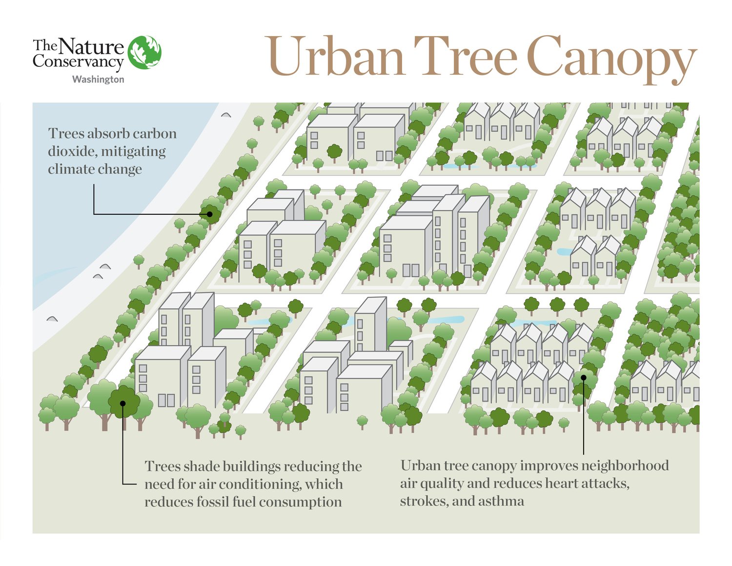 TwoMinute Takeaway What is Urban Tree Canopy? — The Nature