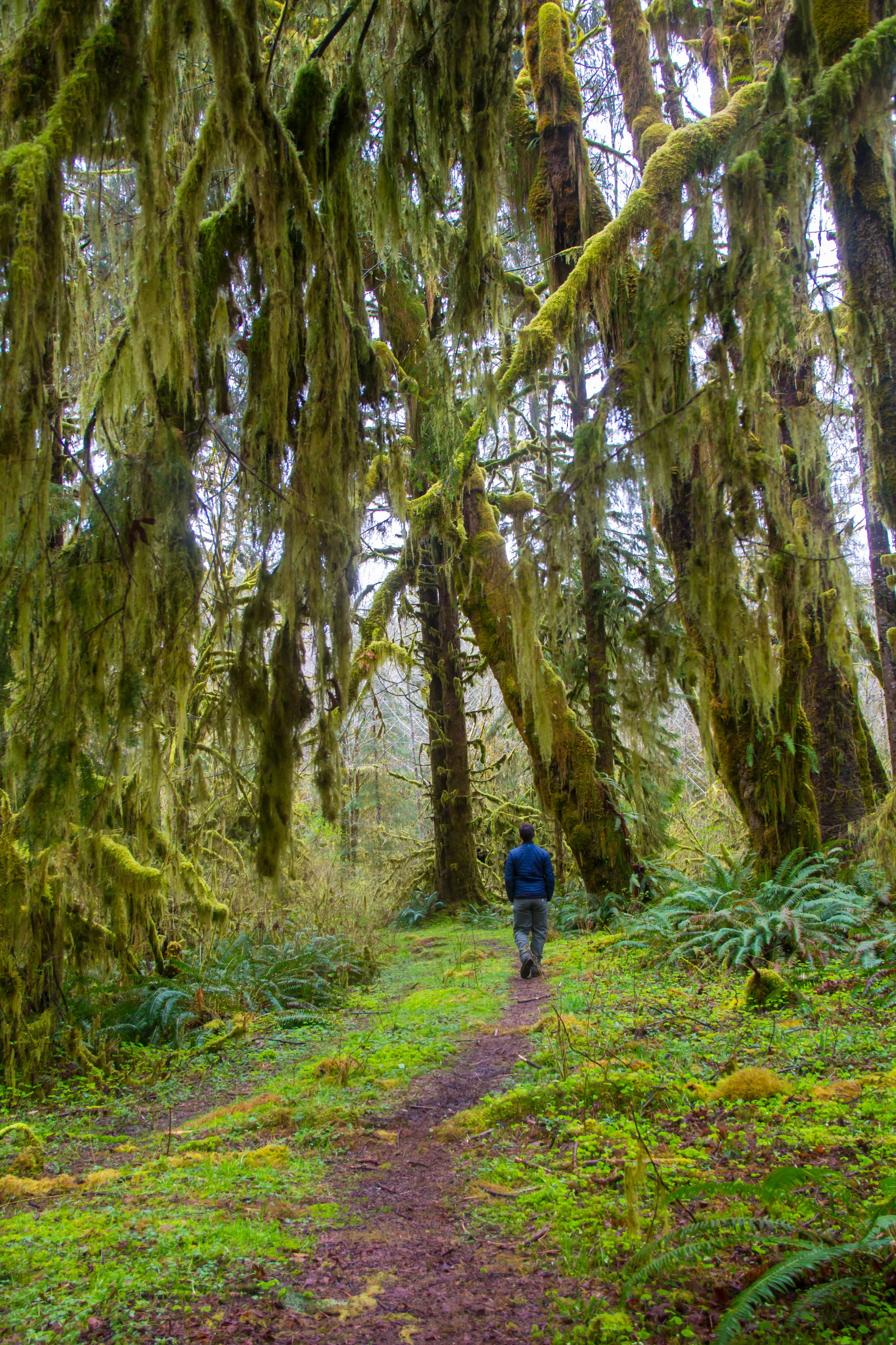 Hope on the Hoh 10,000 Acres for Recreation and Conservation — The