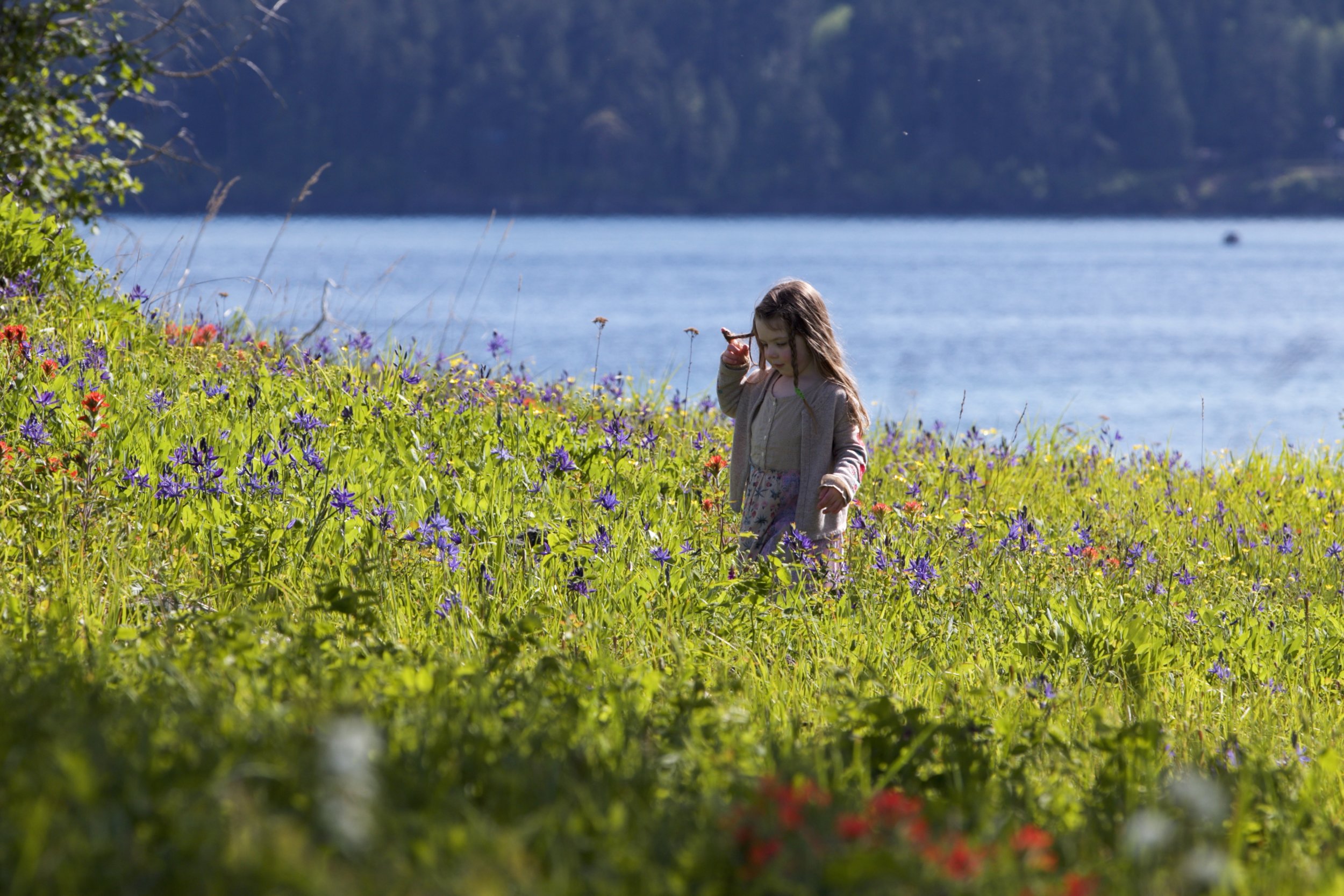 Wildflower Bloom