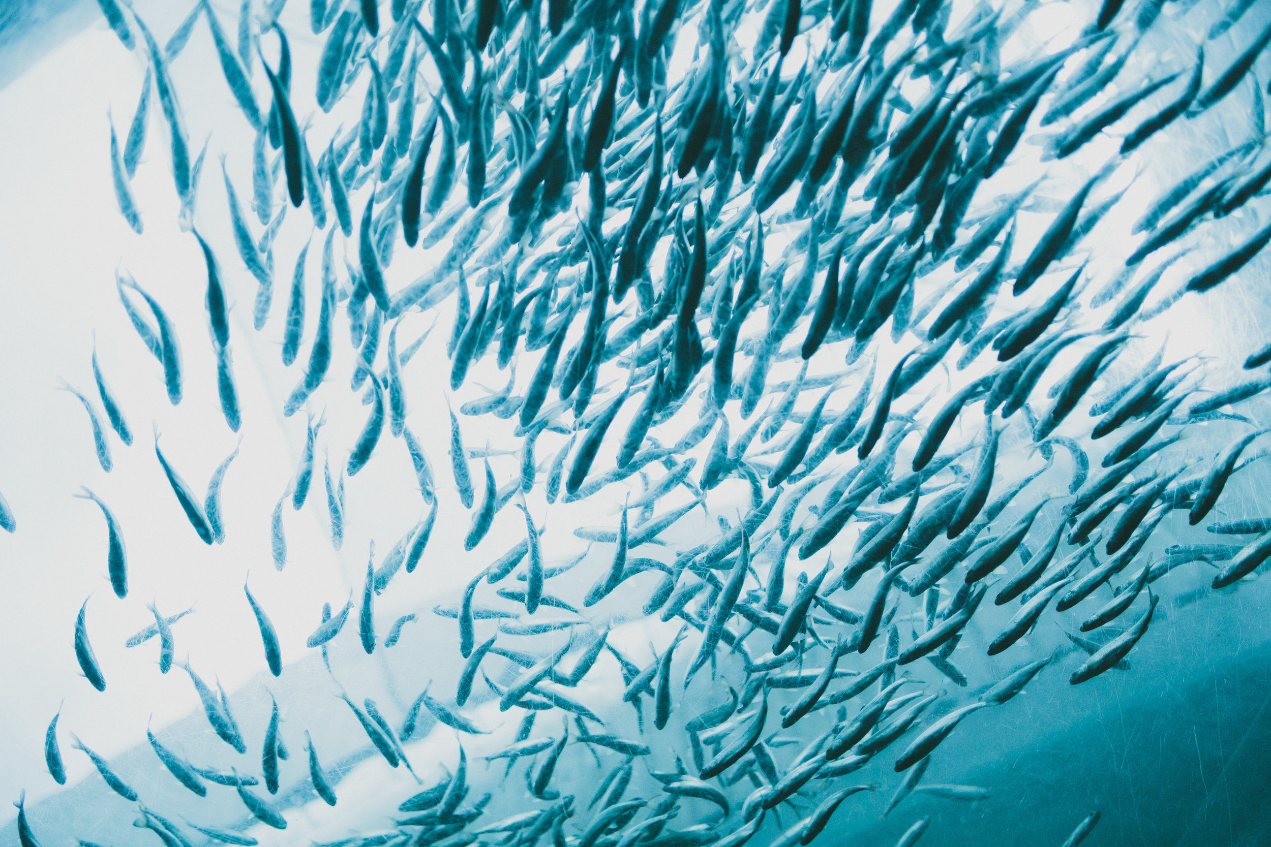 It's More than Counting Fish: Where Social Science Meets Sustainability