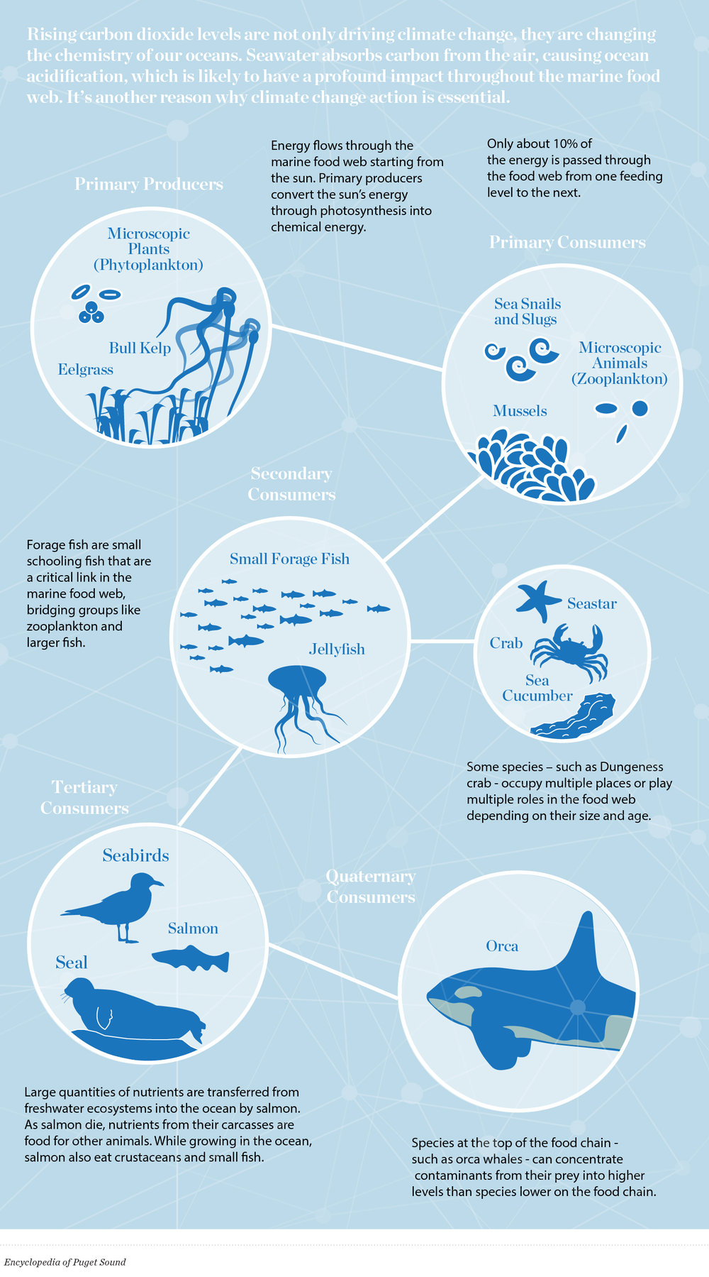 Climate change has a ripple effect for sea life — The Nature Conservancy in  Washington