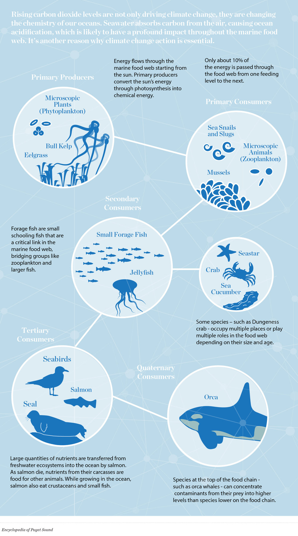 Climate change has a ripple effect for sea life — The Nature Conservancy in Washington Climate change has a ripple effect for sea life — The Nature Conservancy in Washington