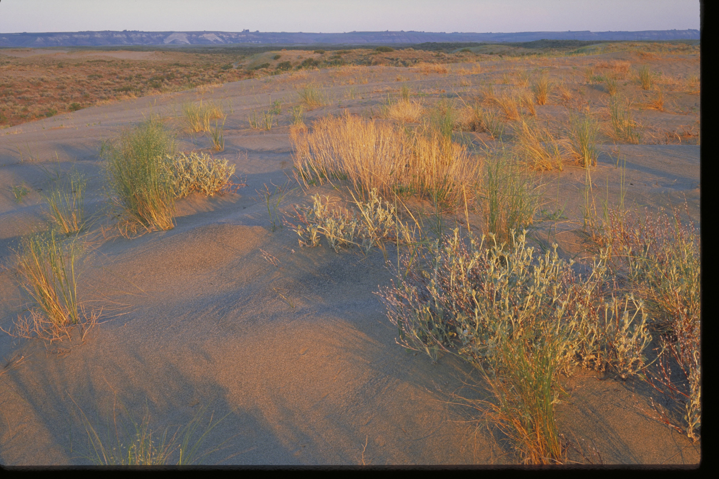  &nbsp;Sand dunes at Hanford. Photo by Keith Lazelle. 