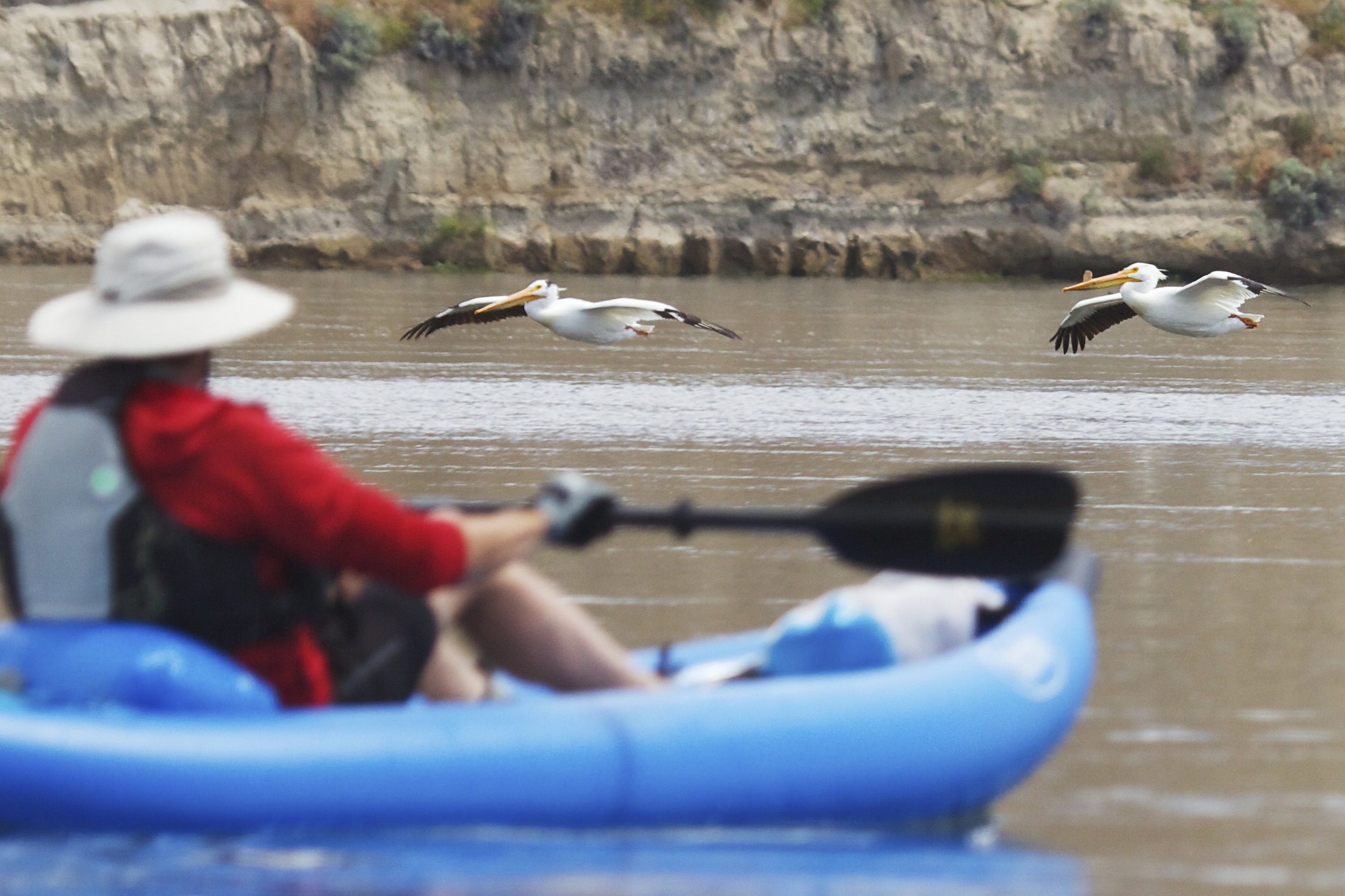  American white pelicans fly past a kayaker on the Columbia River in the Hanford Reach National Monument. Photo by Michael Deckert. 