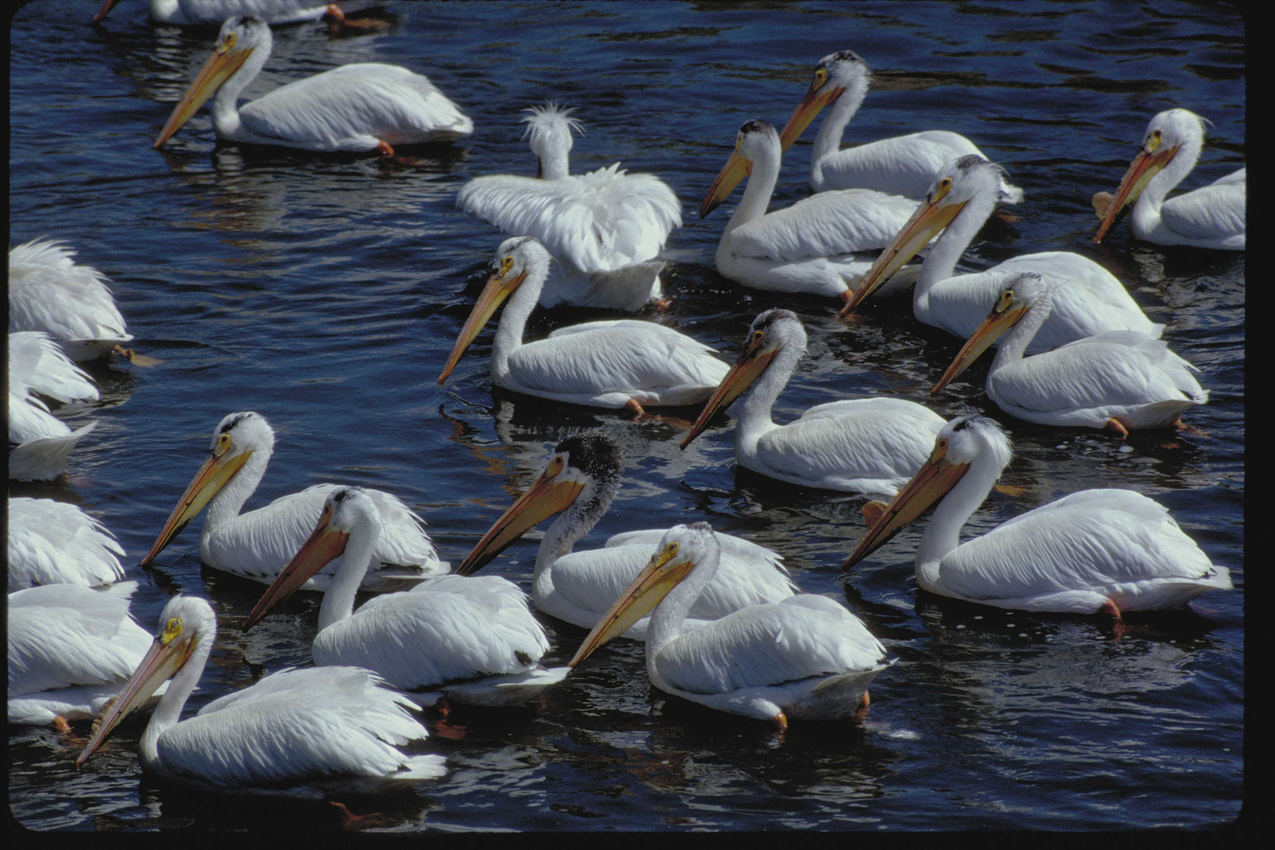  The state-endangered American white pelican breeds along the Columbia River south of the Tri-Cities, and forages much of the year on the Hanford Reach National Monument. Other birds to be found on the National Monument include osprey, egrets, bald e