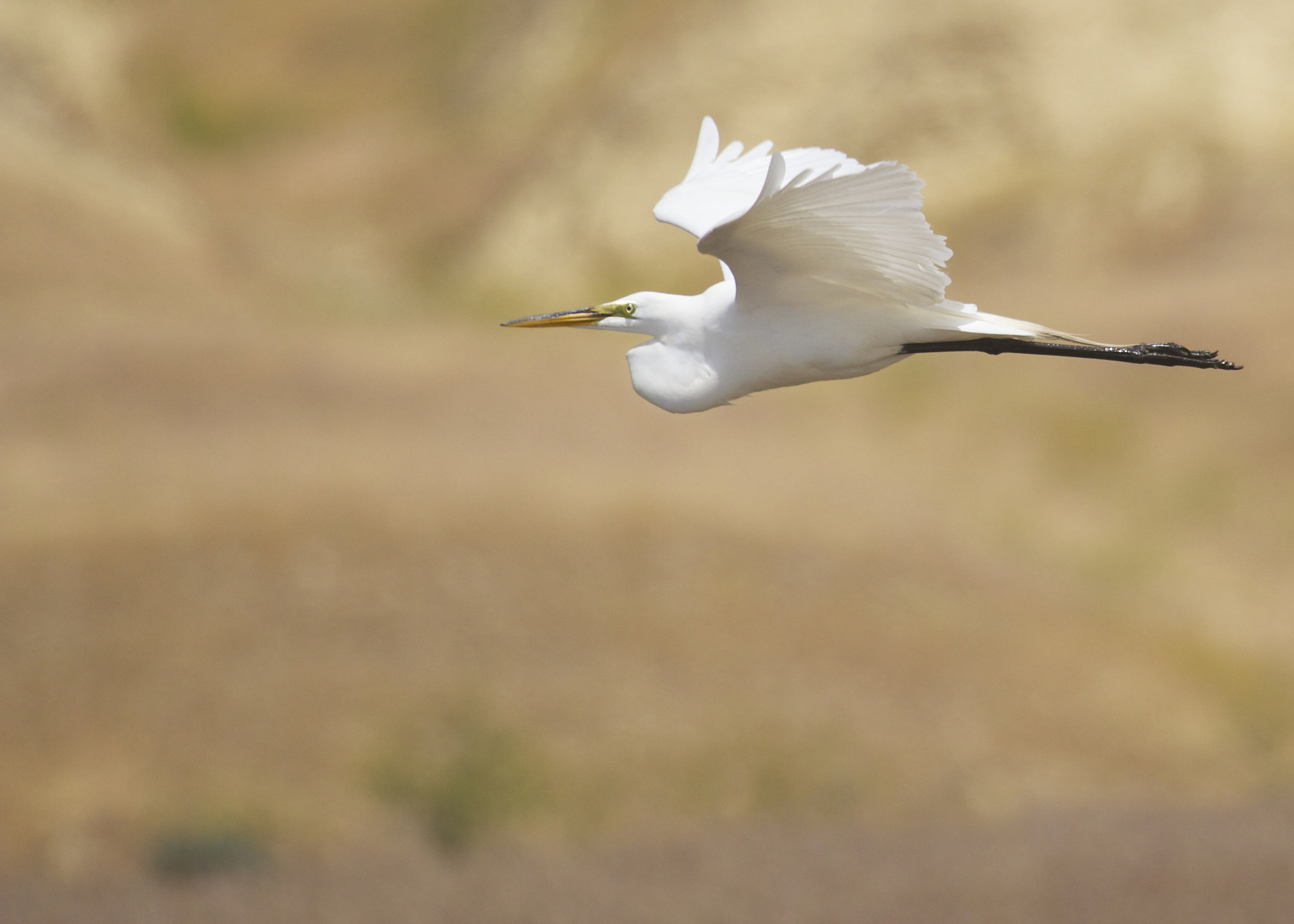 A Great egret (Ardea alba) flies through the Hanford Reach National Monument. Photo by Michael Deckert.