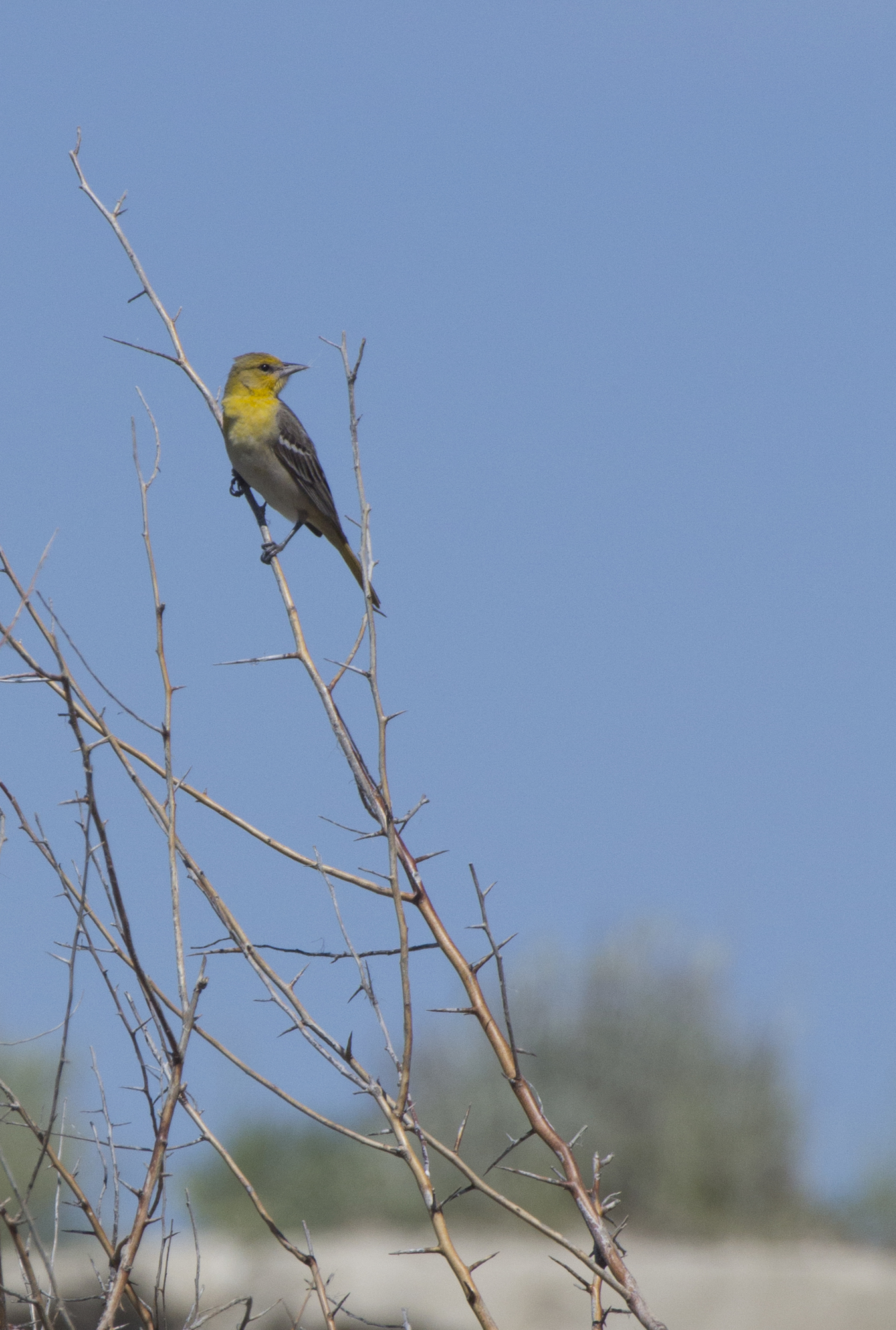  A Bullock's oriole (Icterus bullockii) rests on a branch near the White Bluffs. Hanford Reach is a stopover for many species of migrating birds.&nbsp;Photo by Joel Rogers. 