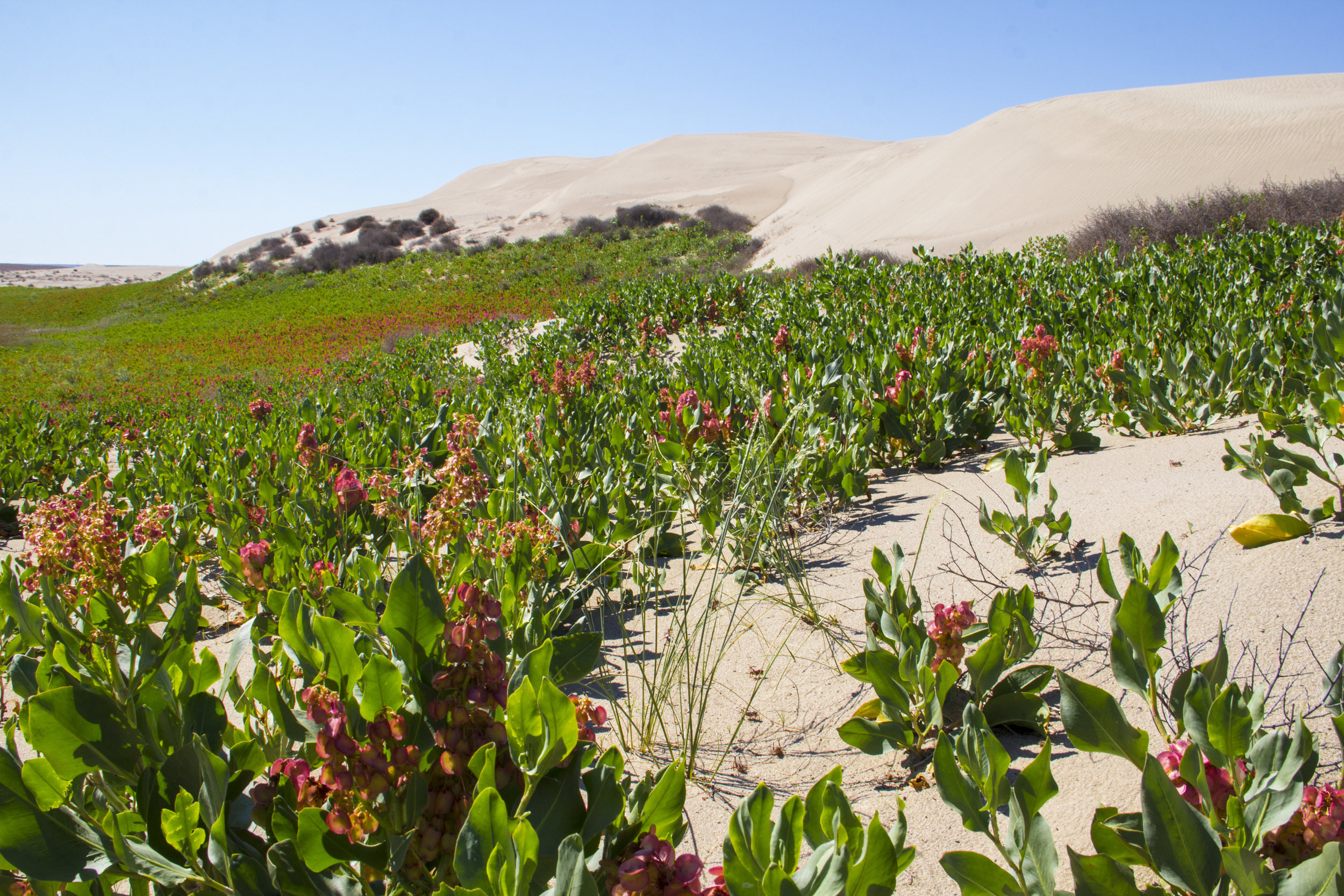  Yes, Washington has sand dunes! Plant pictured is winged dock (Rumex venosus) "sand dock." &nbsp;Photo by Joel Rogers. 