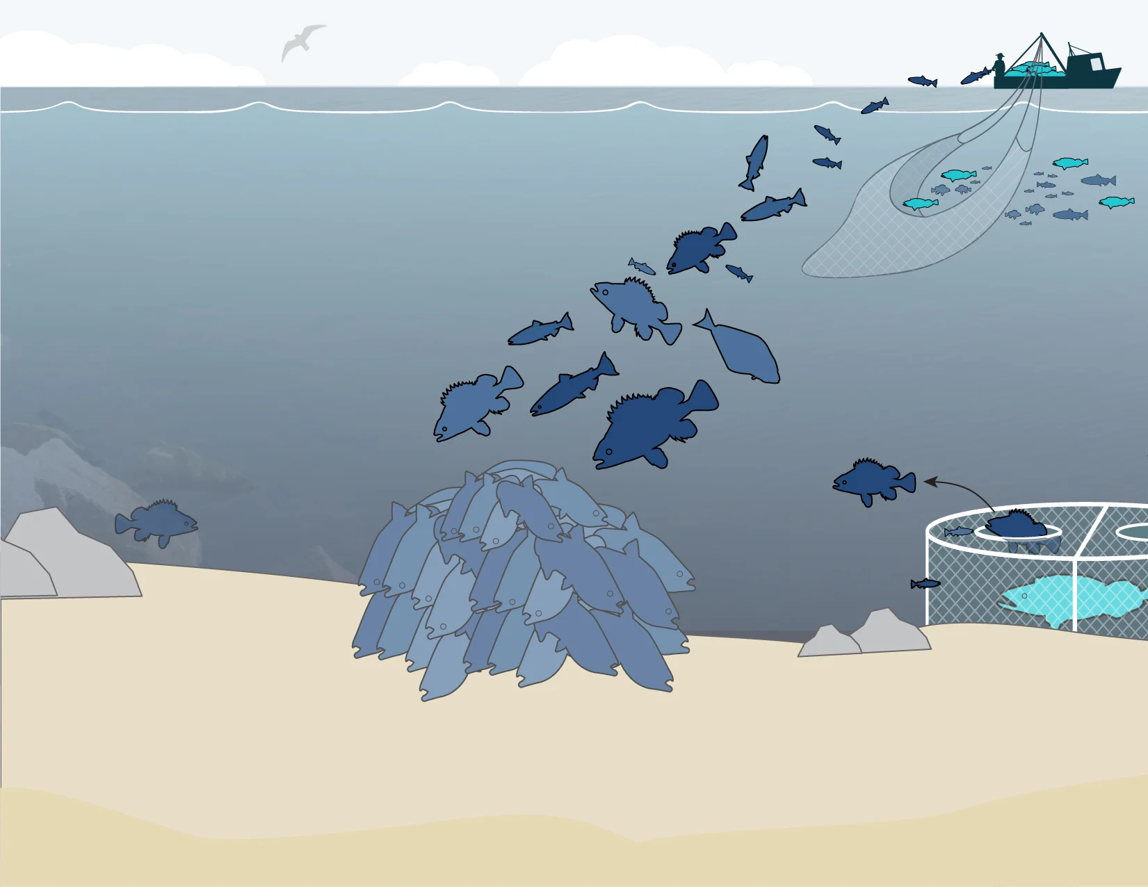 Two-Minute Takeaway: What is Bycatch?