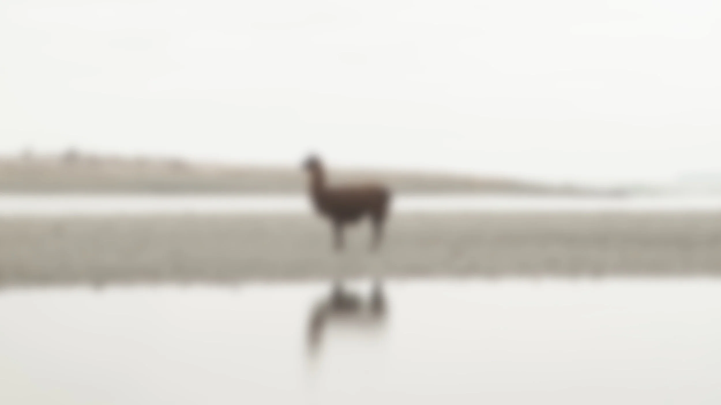 We Encountered an Old Acquaintance on the Hoh